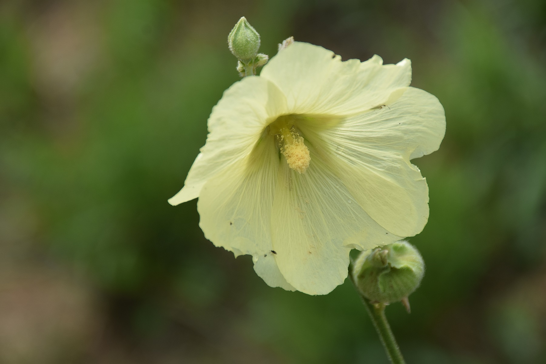 Fels am Wagram-03082019-(72) - beim Umweltgrundstück - Althaea rosea - Stockmalve.JPG