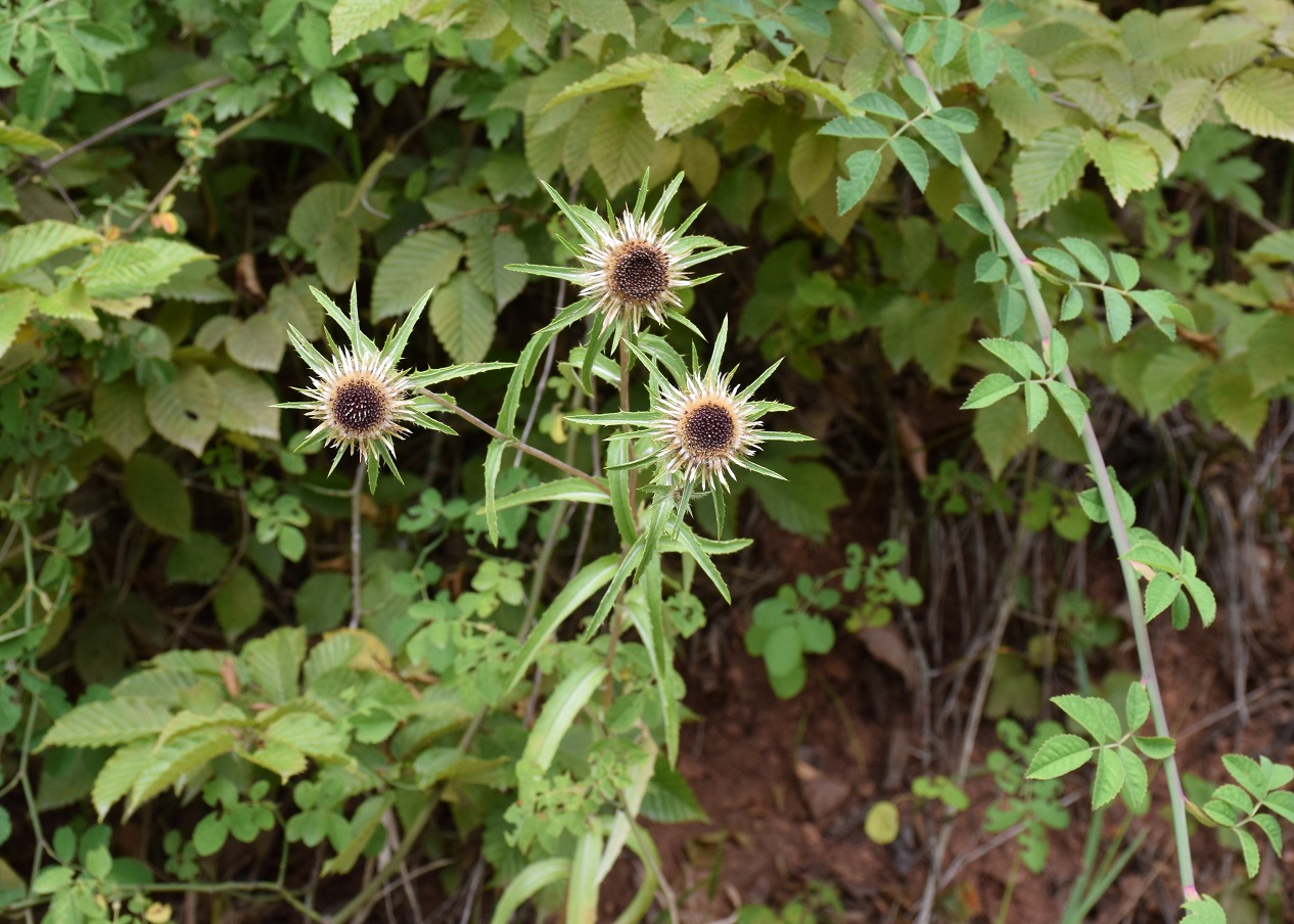 Lilienfeld-04082019-(64) - Distel unbestimmt.JPG