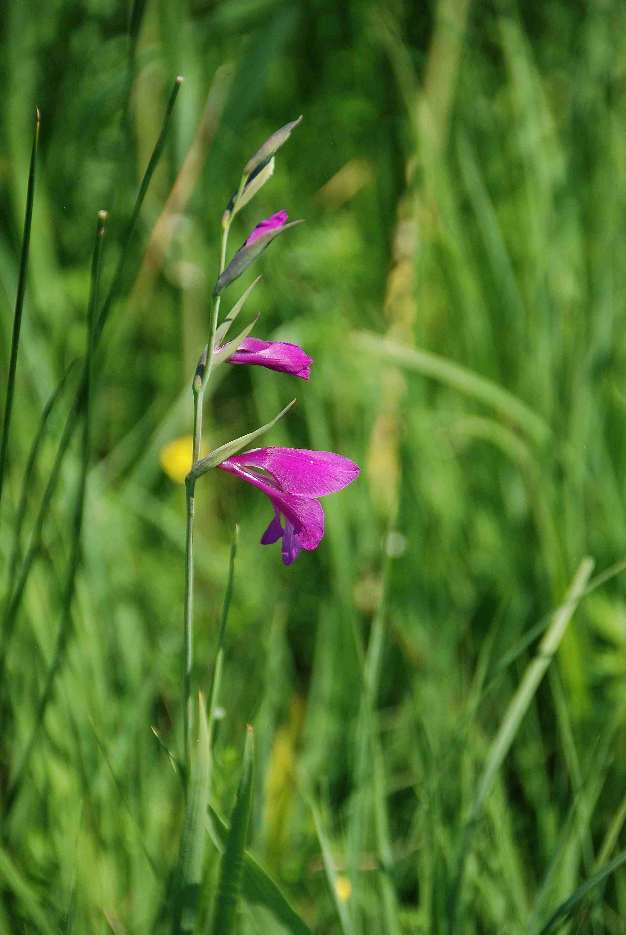 Moosbrunn-05062017-(36)-Gladiolus palustris.JPG