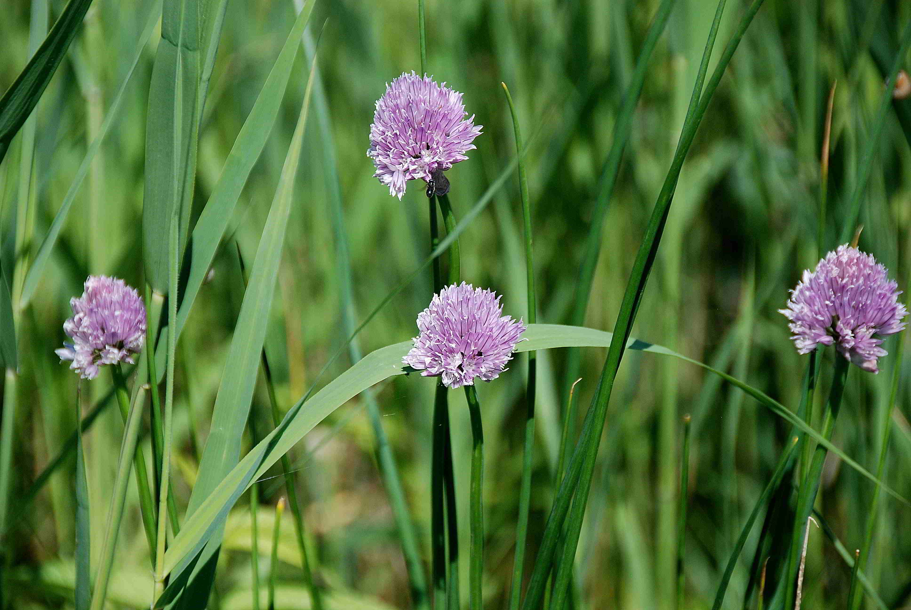 Moosbrunn-05062017-(49)-Allium schoenoprasum var. alpinum.JPG