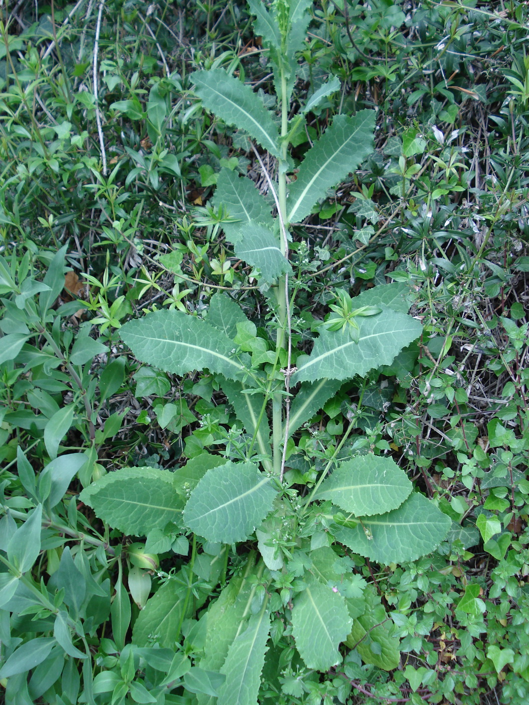 Lactuca.virosa.I-Ligurien .Pantasini.JPG