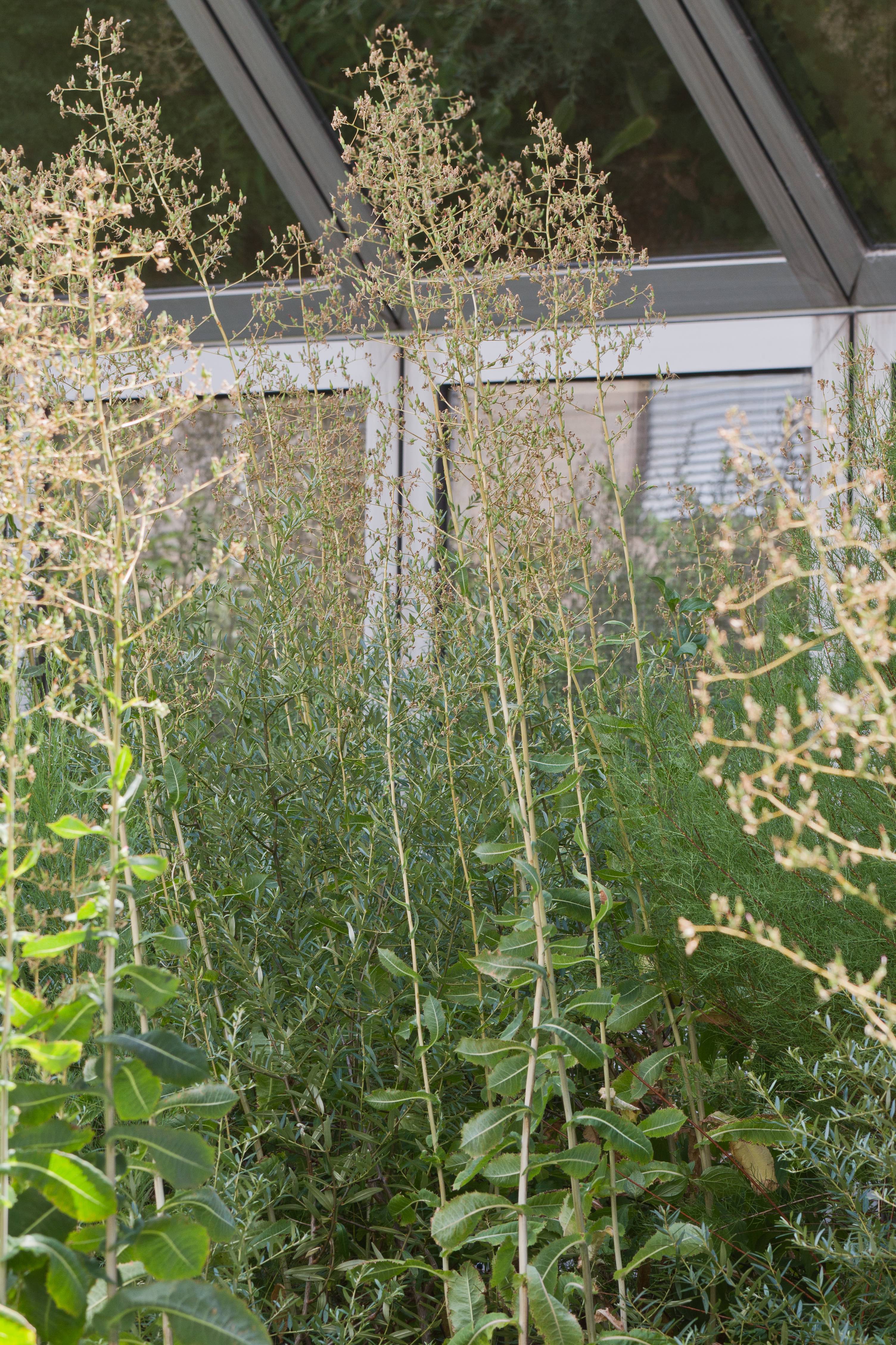 Asteraceae_Lactuca virosa cf.jpg