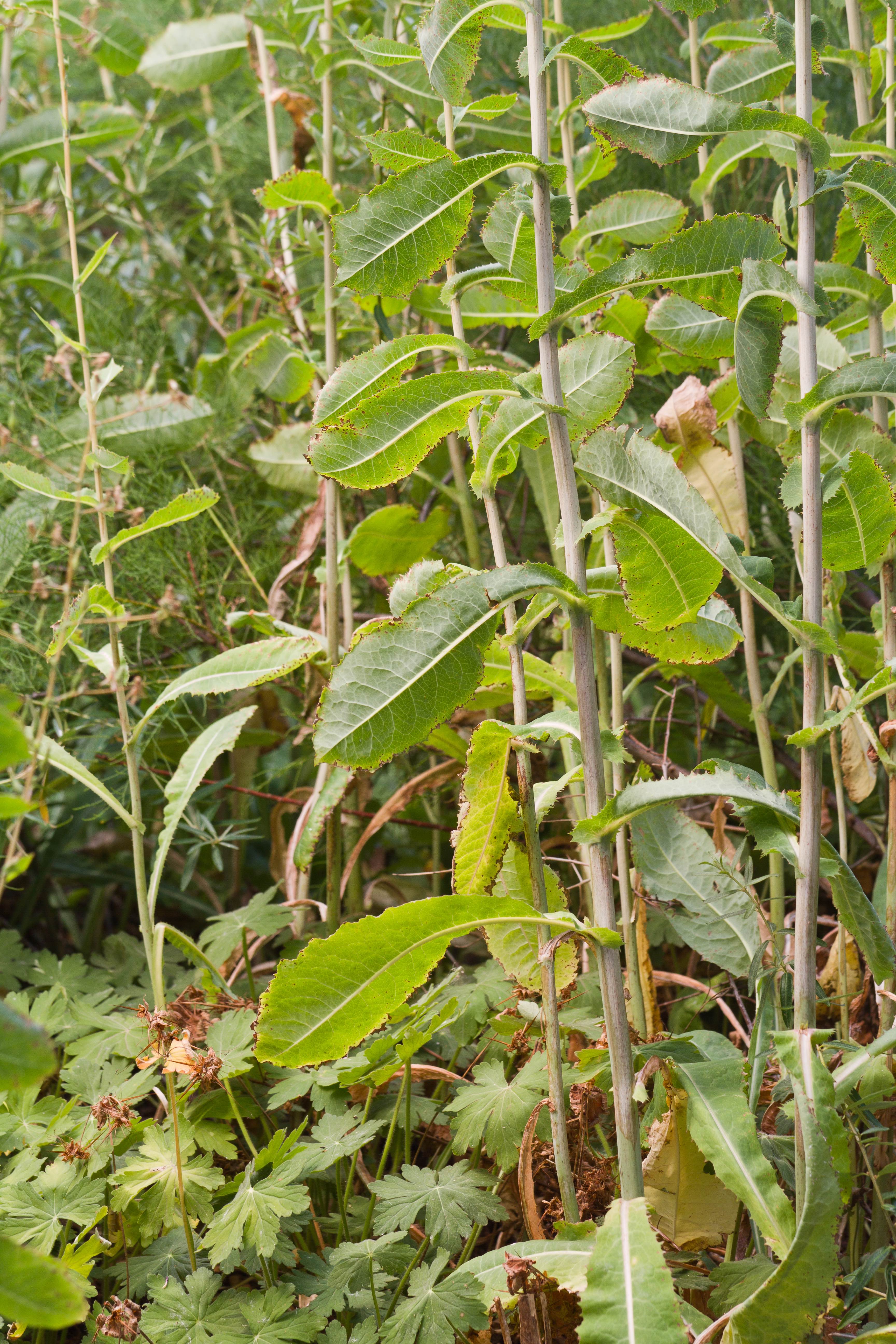 Asteraceae_Lactuca virosa cf Blatt.jpg