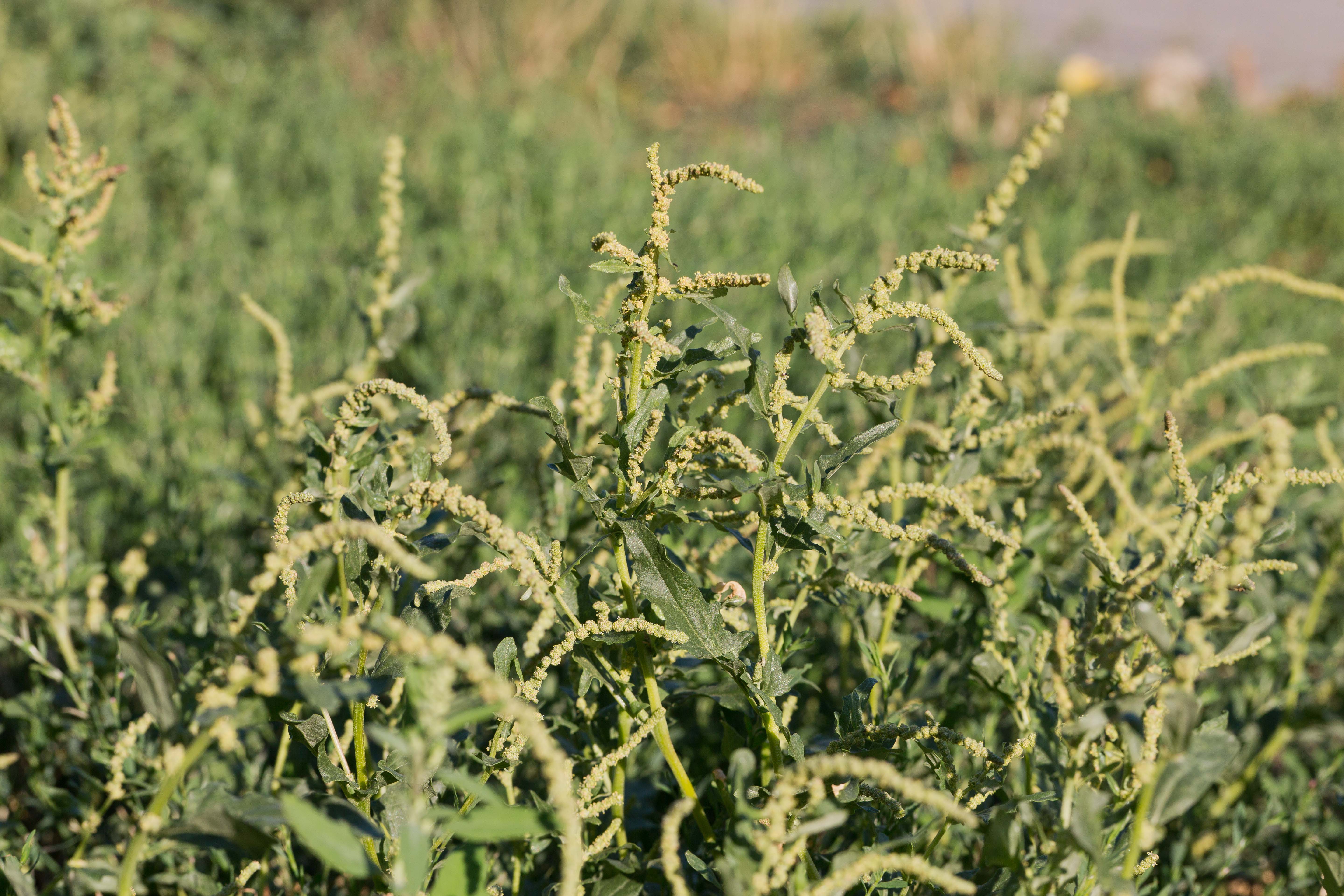 Chenopodiaceae_Atriplex tatarica 1-2.jpg