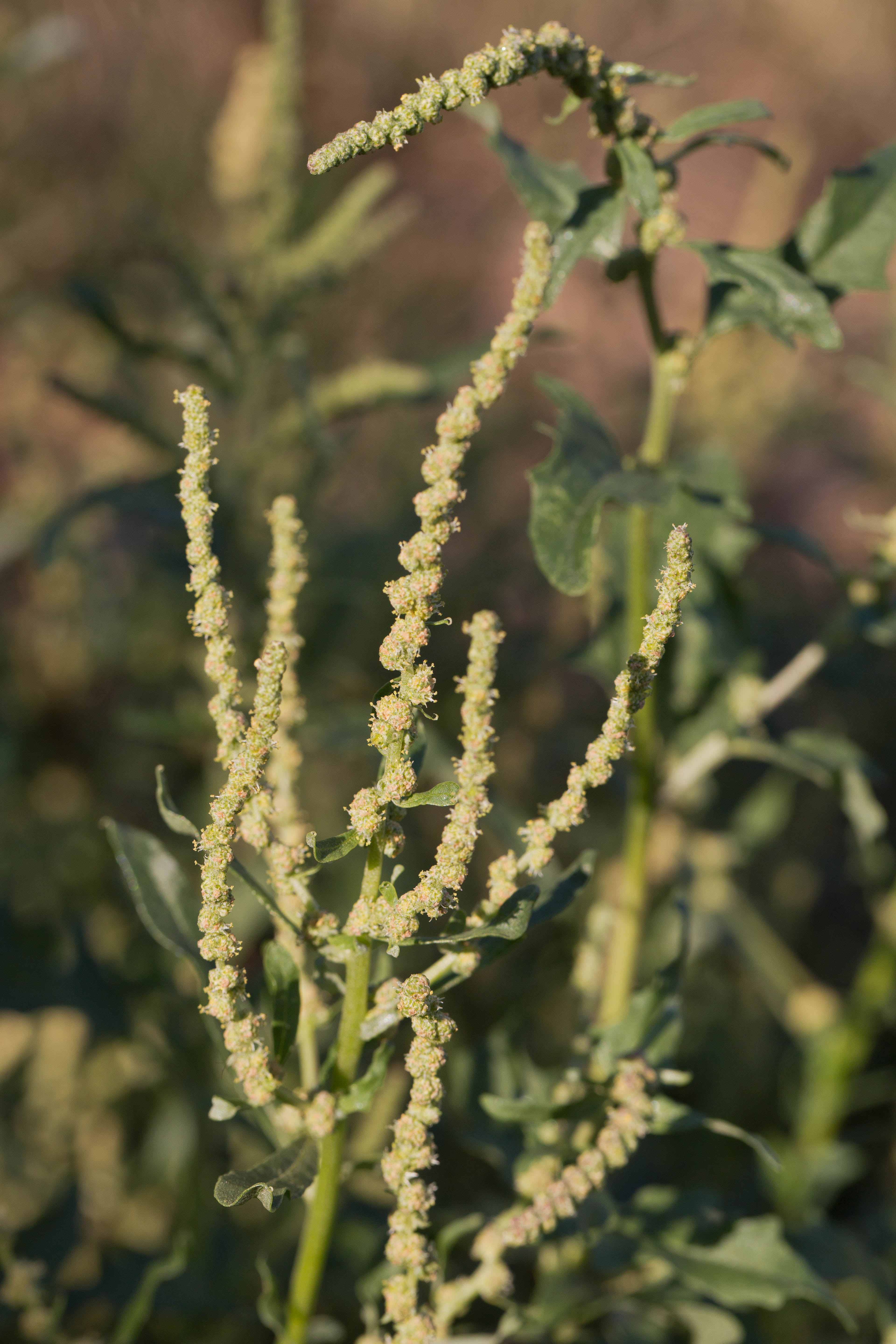 Chenopodiaceae_Atriplex tatarica 2-4.jpg