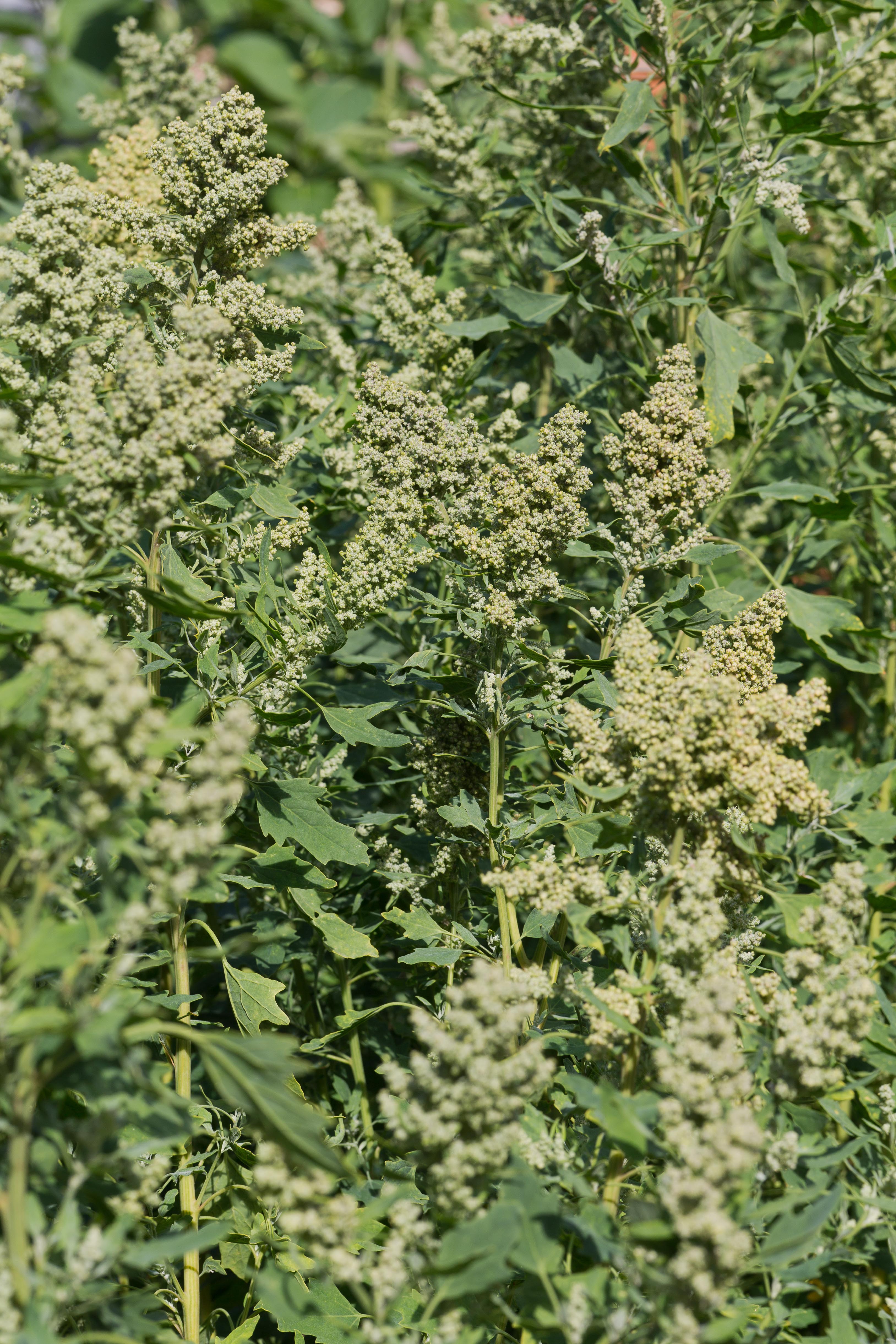 Chenopodiaceae_Chenopodium chinoa 1-2.jpg