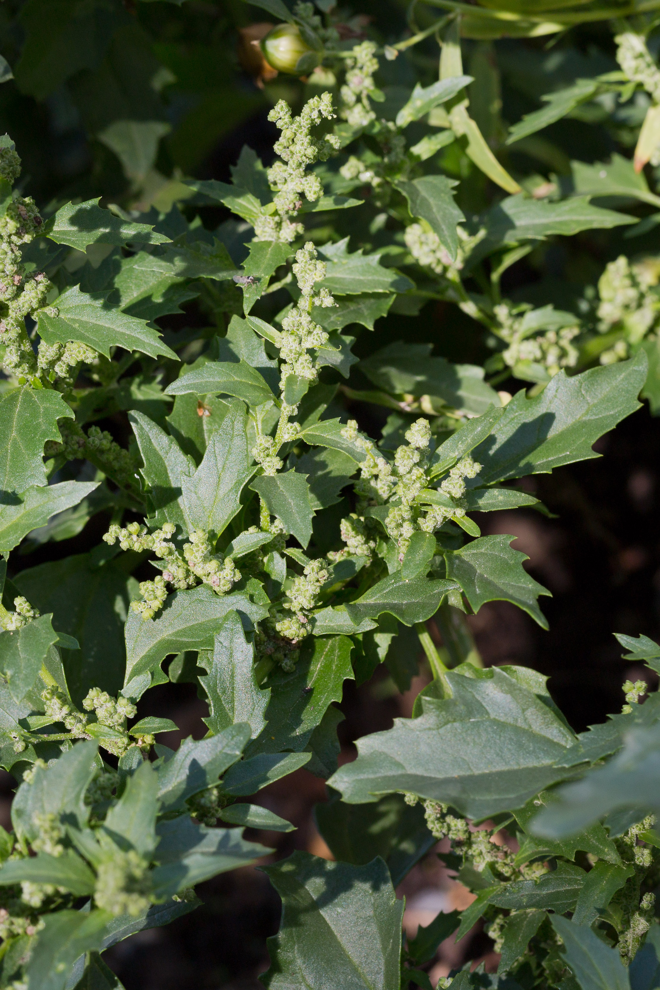 Chenopodiaceae_Chenopodium murale 1-2.jpg