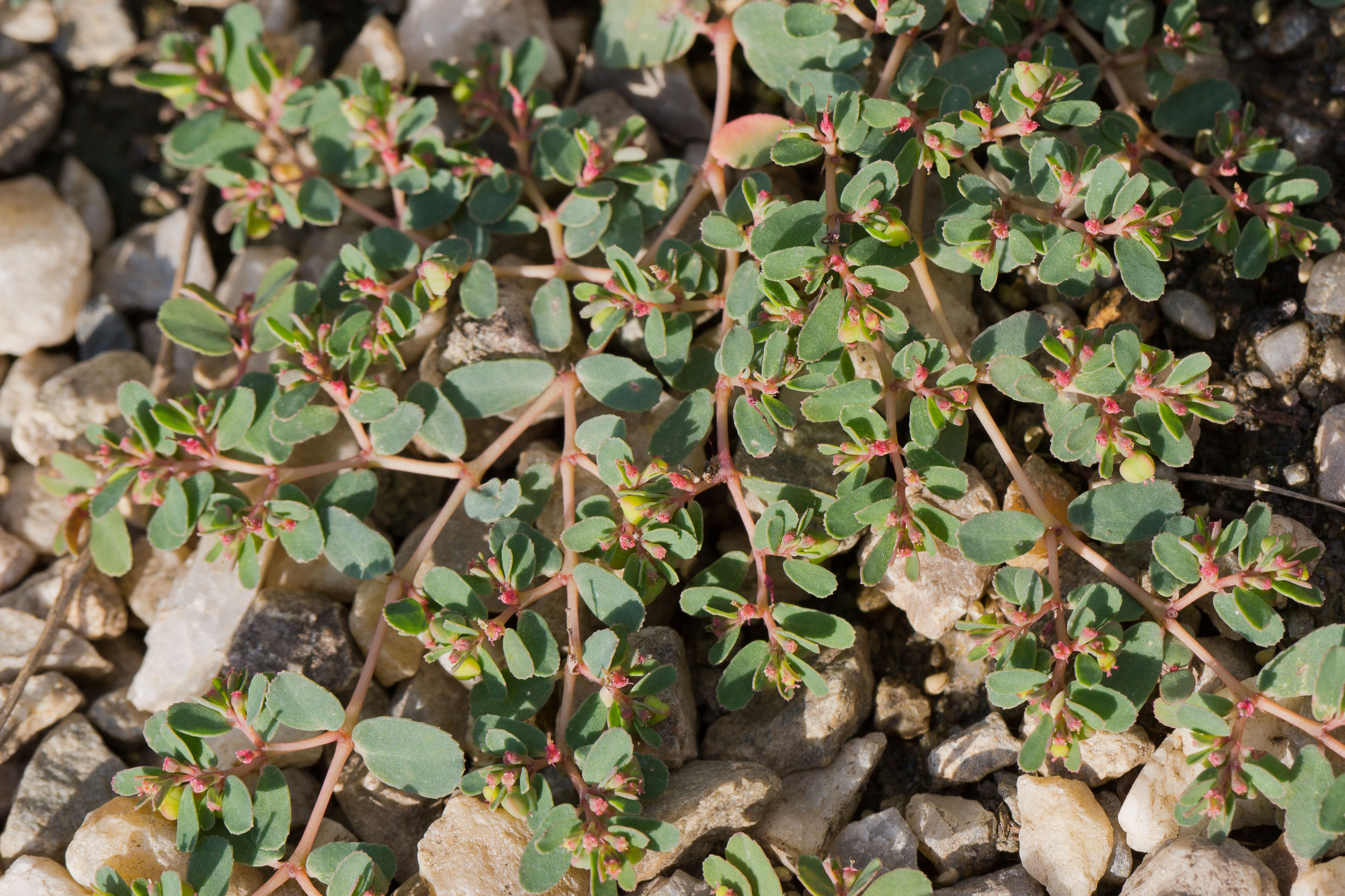 Euphorbiaceae_Euphorbia humifusa 1-2.jpg