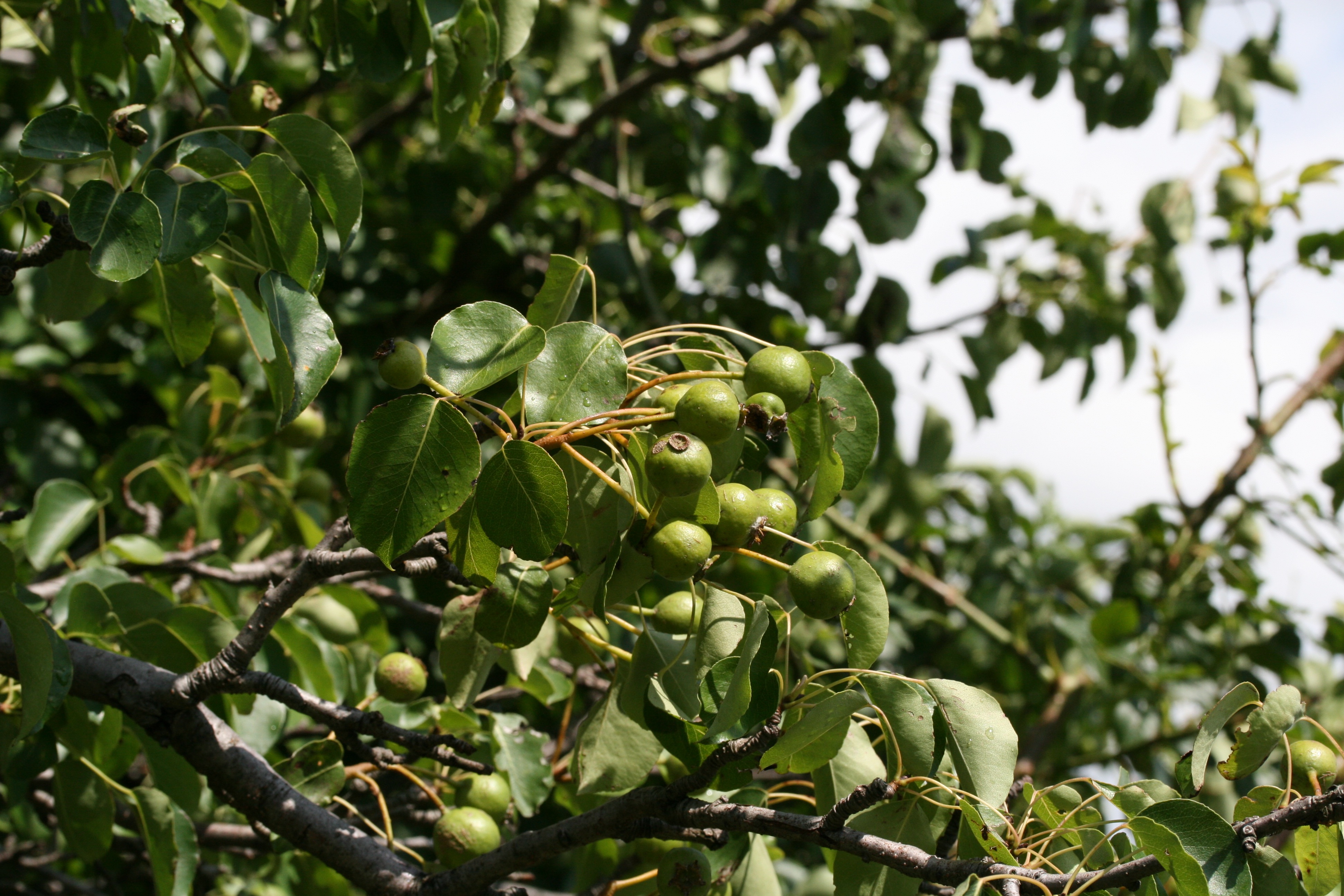 Rosaceae_Pyrus pyraster Frucht.jpg