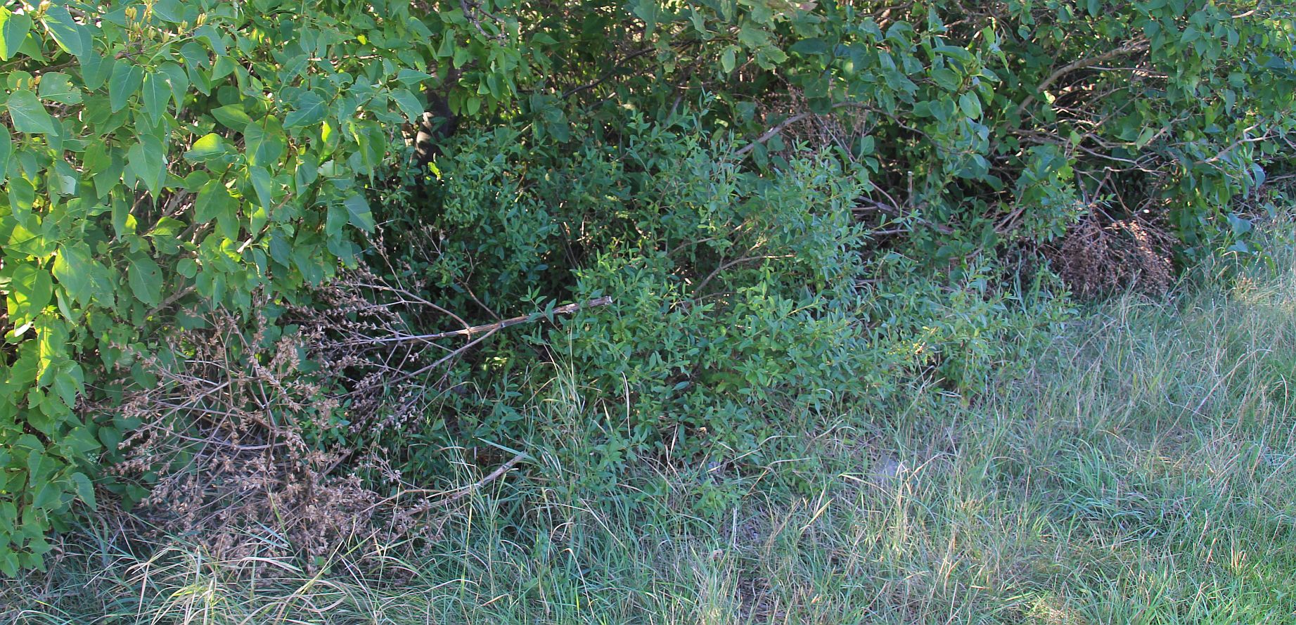 Salvia_aethiopis_fruchtend_Traiskirchen_20170801_02.jpg