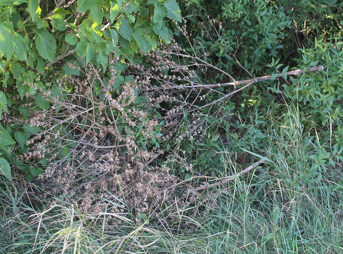 Salvia_aethiopis_fruchtend_Traiskirchen_20170801_03.jpg