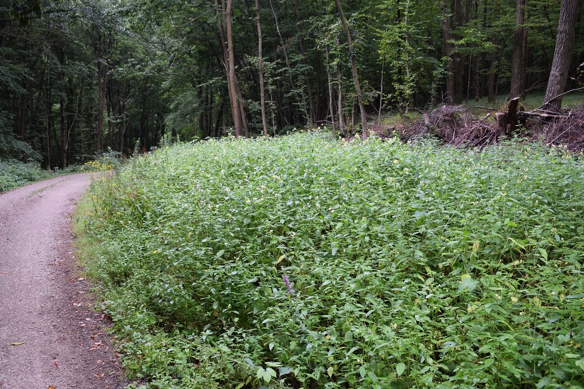 Bft-Festenberg-28072019-(5) - Galeopsis speciosa - Bunt-Hohlzahn.JPG