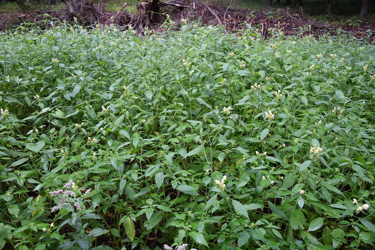 Bft-Festenberg-28072019-(1) - Galeopsis speciosa - Bunt-Hohlzahn.JPG