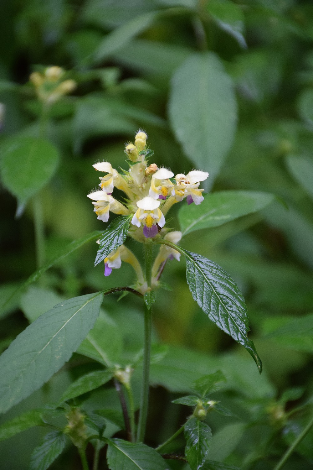 Bft-Festenberg-28072019-(2) - Galeopsis speciosa - Bunt-Hohlzahn.JPG