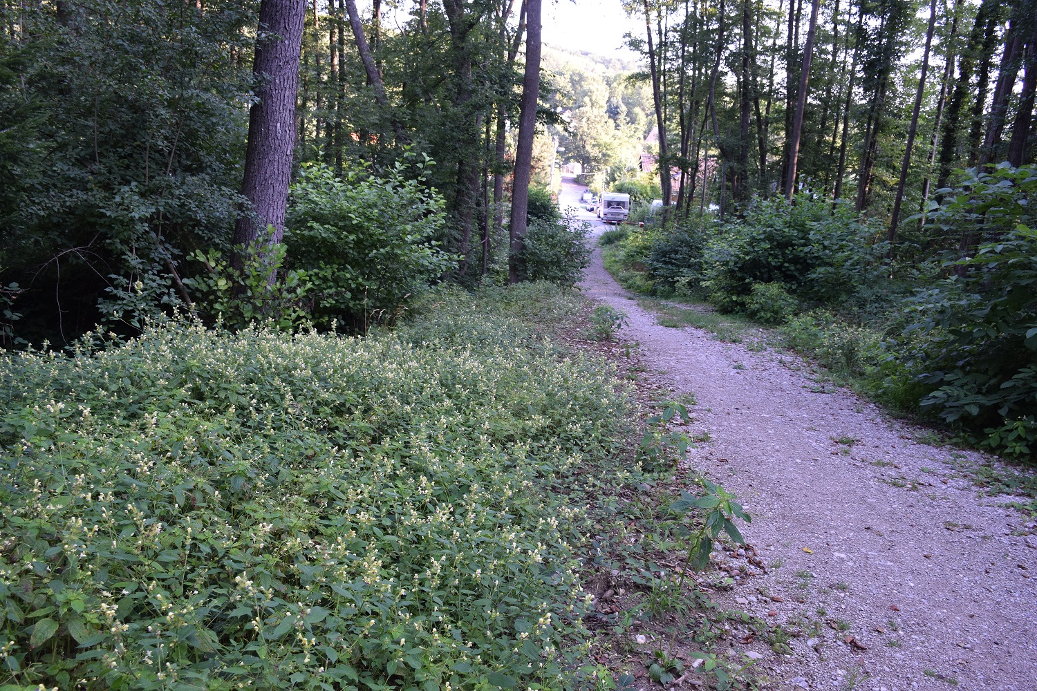 Bft-15082019-(3) - Forstweg Dorothererweg .- Galeopsis speciosa - Bunt-Hohlzahn.JPG