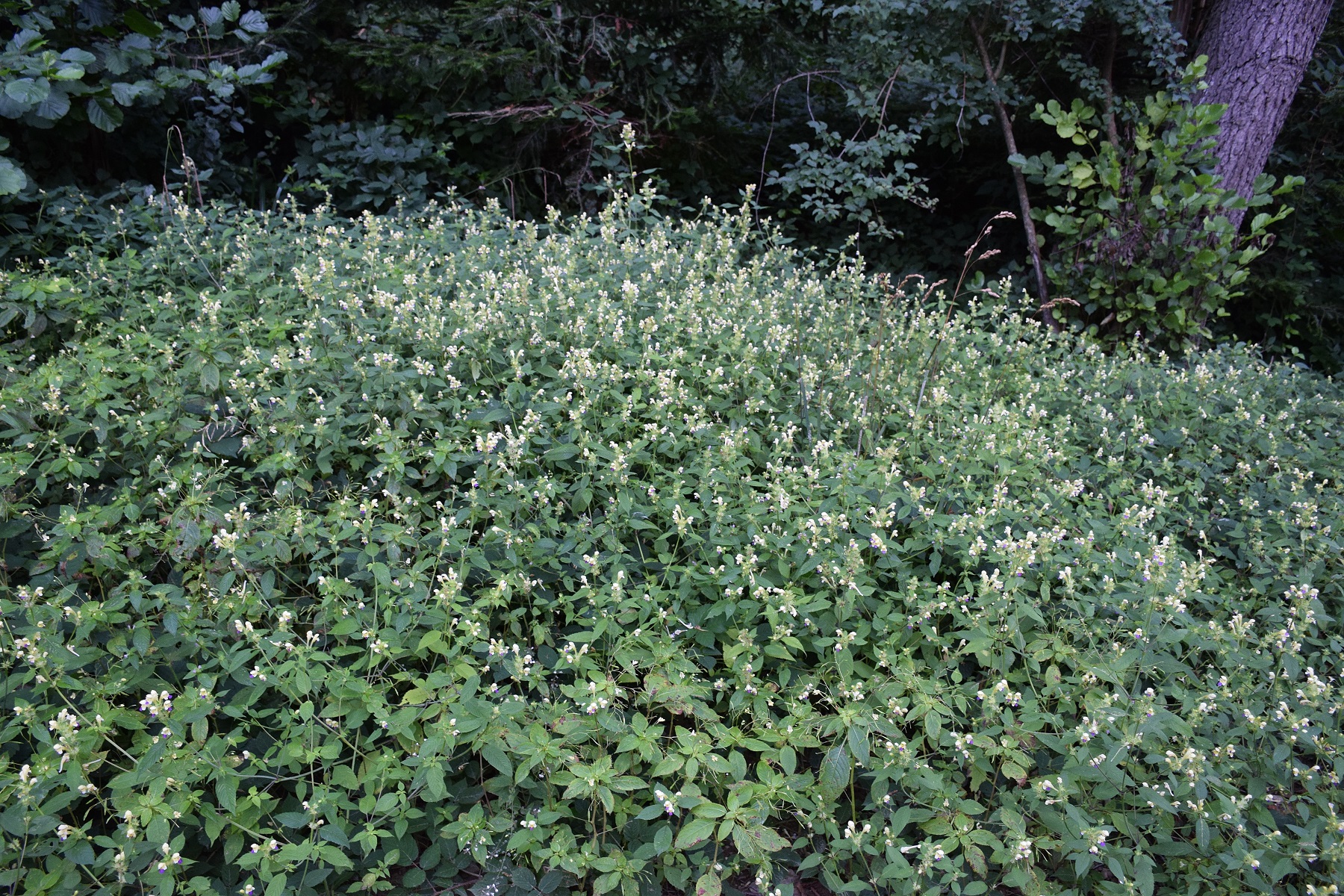 Bft-15082019-(1) - Forstweg Dorothererweg .- Galeopsis speciosa - Bunt-Hohlzahn.JPG