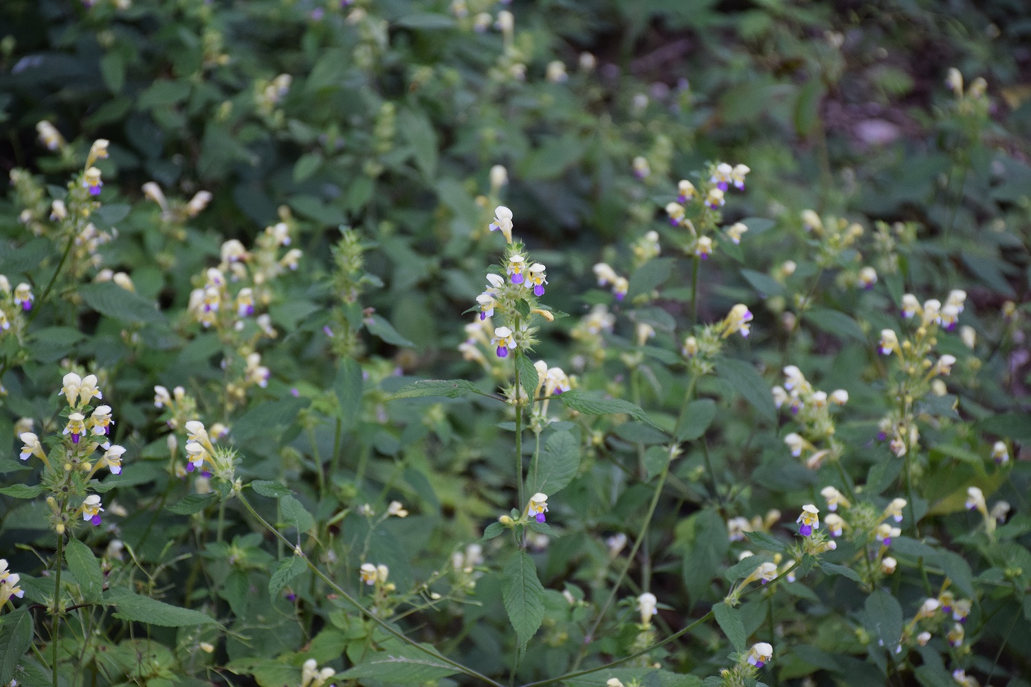 Bft-15082019-(2) - Forstweg Dorothererweg .- Galeopsis speciosa - Bunt-Hohlzahn.JPG