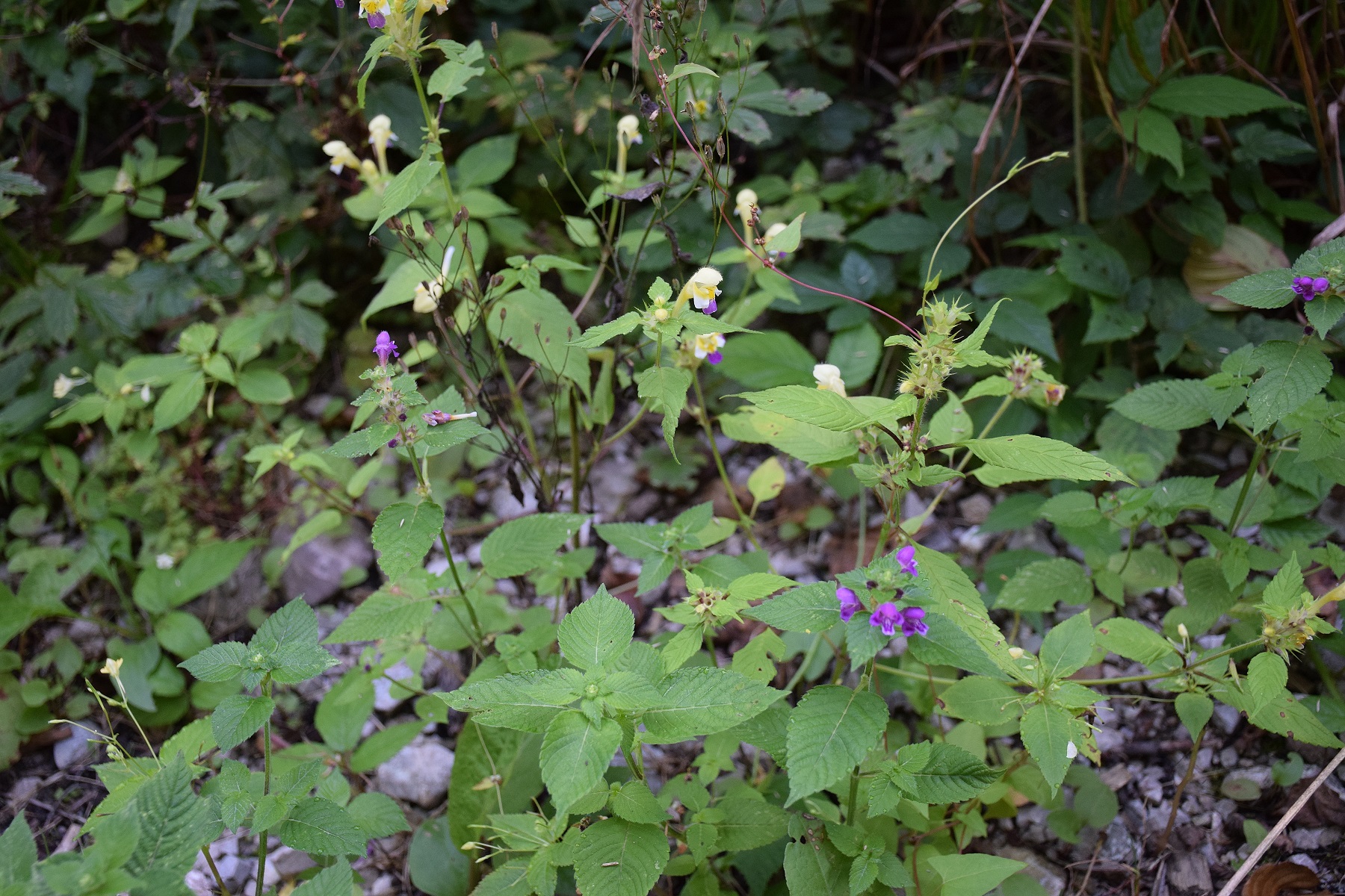 Bft-15082019-(6) - Forstweg Dorothererweg - Galeopsis speciosa - Bunt-Hohlzahn und Galeopsis pubescens subsp. pub. - Gewöhnlicher Flaum-Hohlzahn.JPG