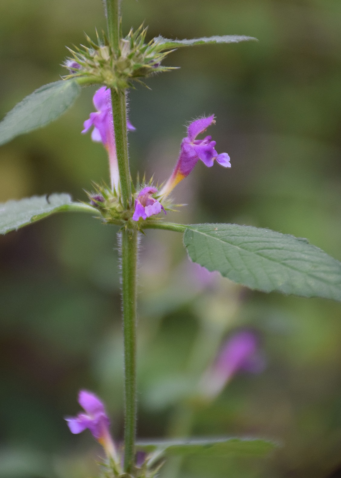 Bft-15082019-(12) - Forstweg Dorothererweg - Galeopsis pubescens subsp. pub. - Gewöhnlicher Flaum-Hohlzahn.JPG