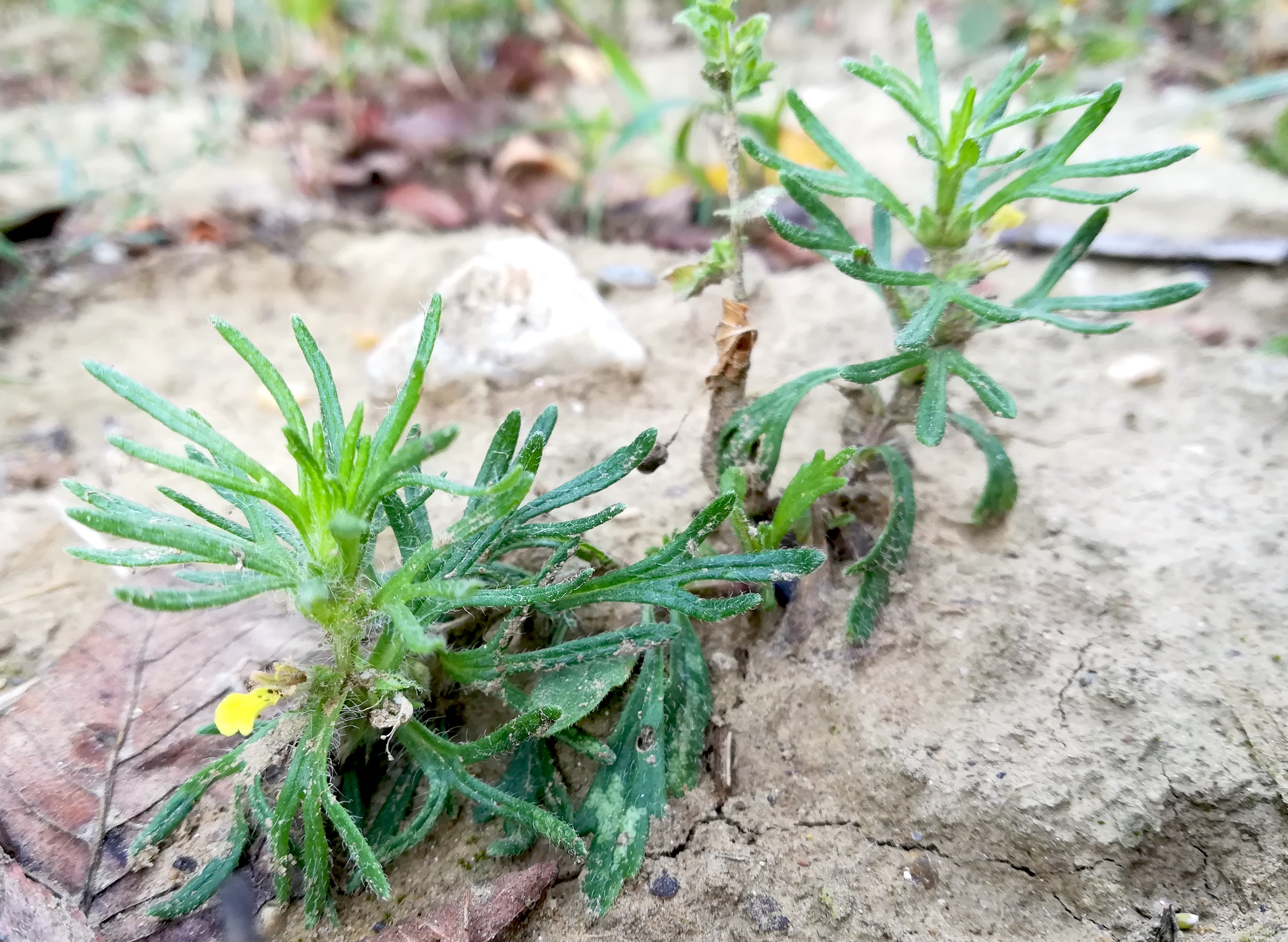 ajuga chamaepitys enzersdorf an der fischa terrassen NW königsberg_20190817_081322.jpg