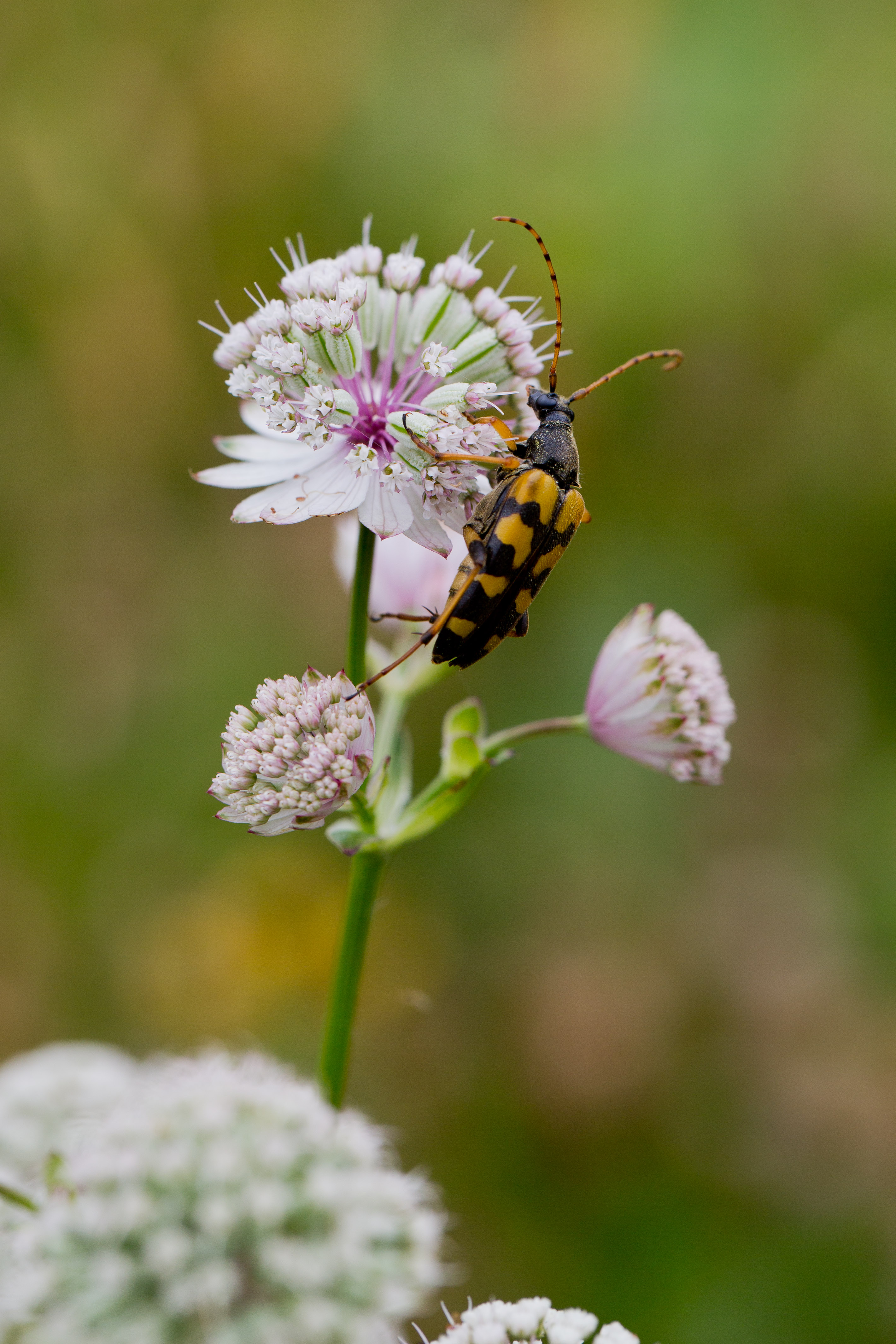 Ruptela maculata auf Astrantia major 1-2.jpg