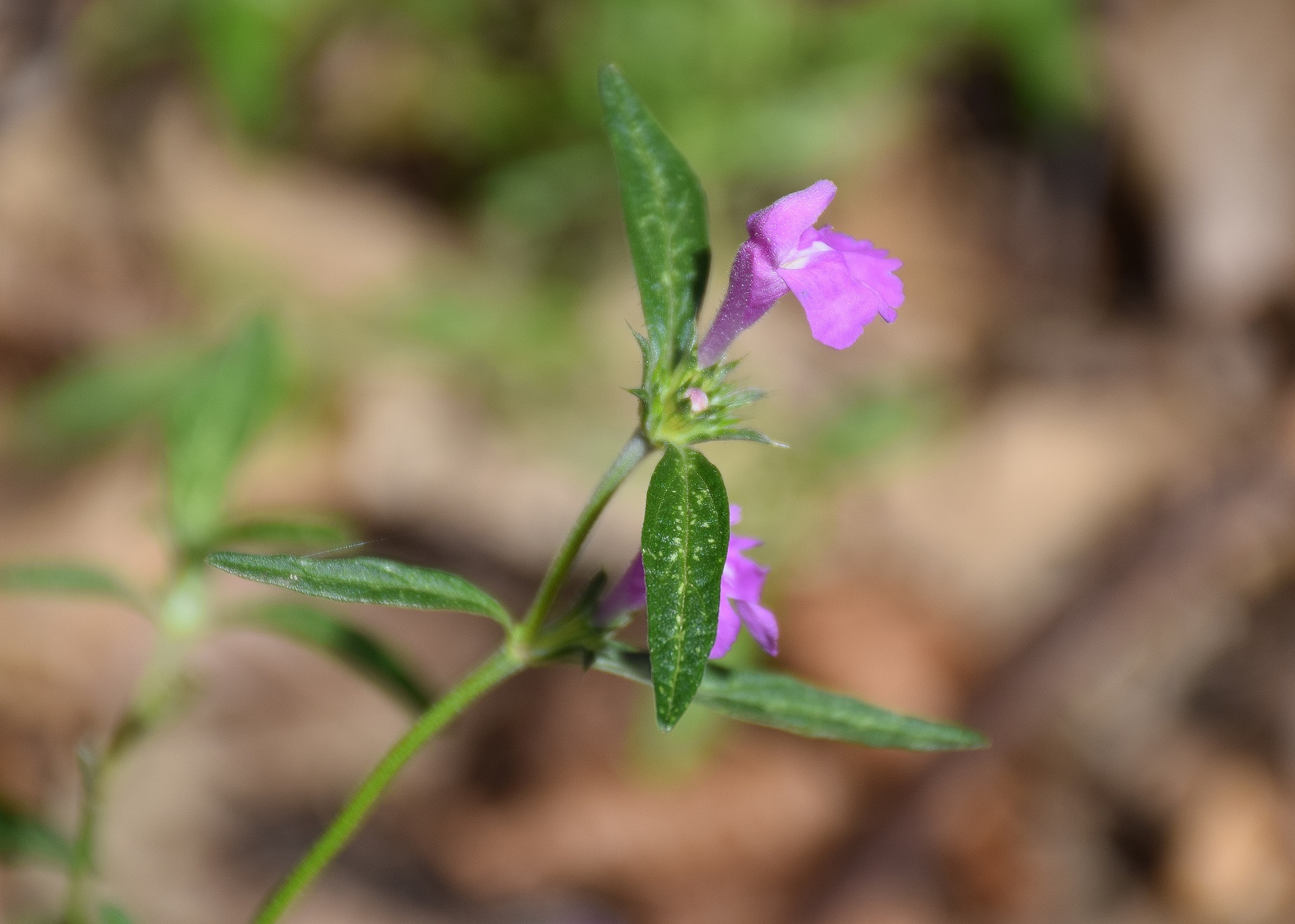 Purkersdorf-17082019-(6) - Weg zur W. - Galeopsis angustifolia - Schmalblatt-Hohlzahn.JPG