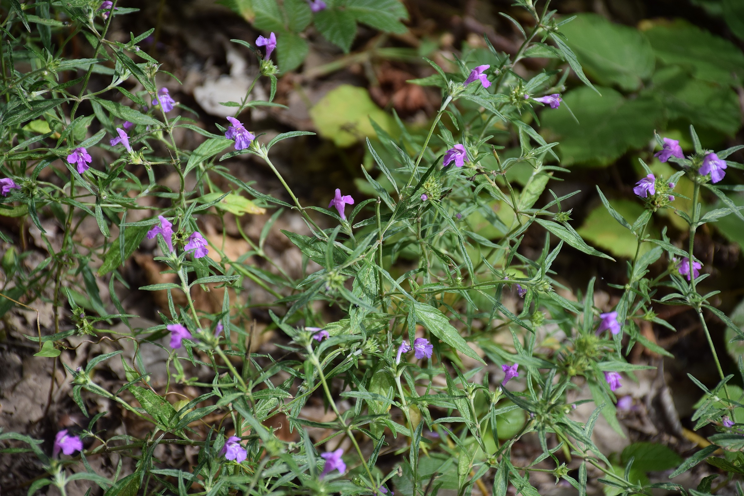 Purkersdorf-17082019-(8) - Weg zur W. - Galeopsis angustifolia - Schmalblatt-Hohlzahn.JPG