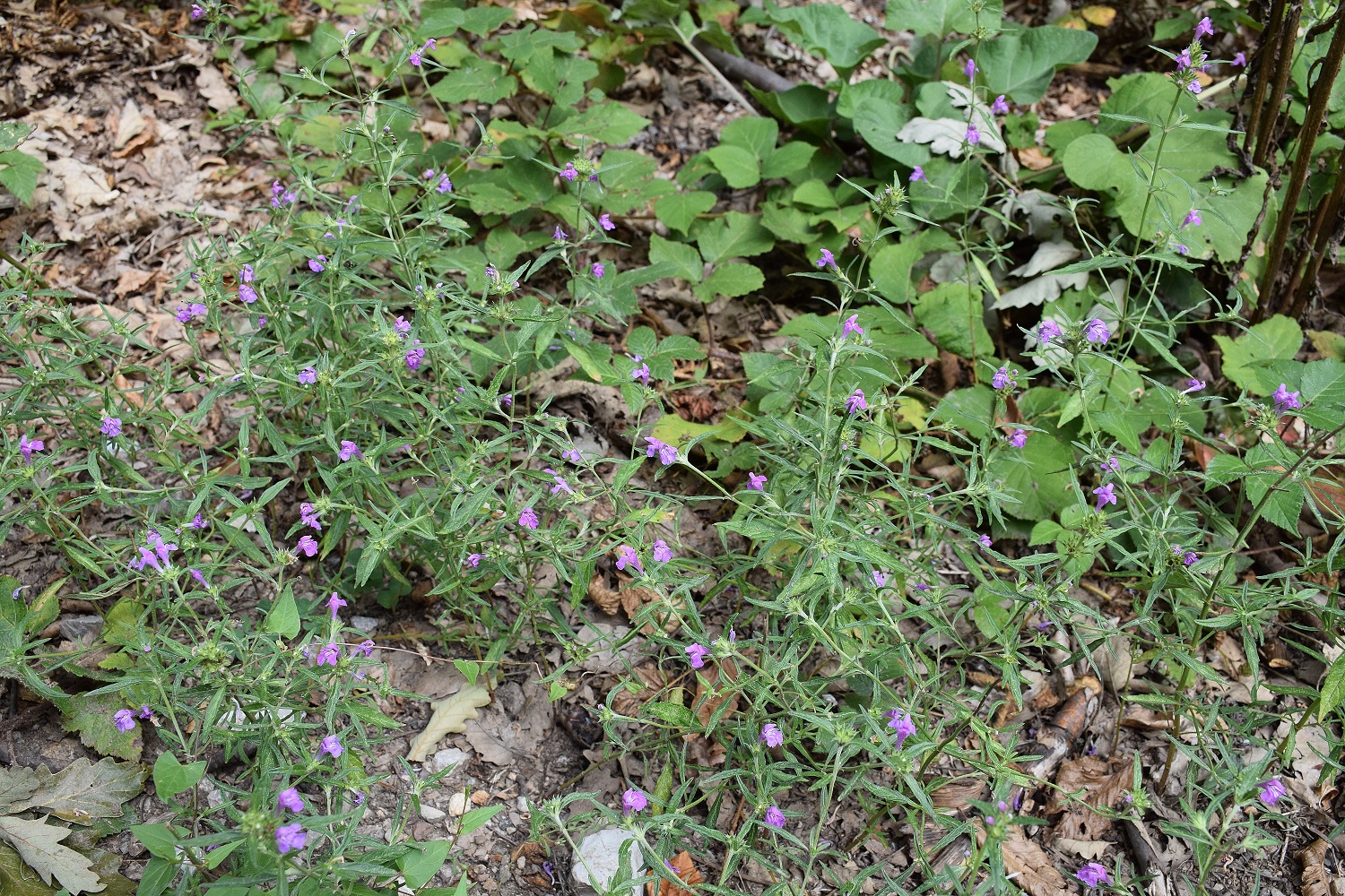 Purkersdorf-17082019-(111) - Weg retour von W. - Galeopsis angustifolia - Schmalblatt-Hohlzahn.JPG