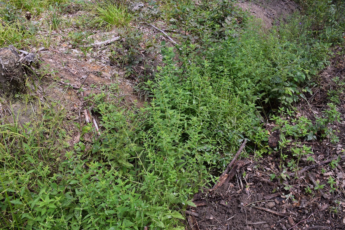 Purkersdorf-17082019-(24) - Weg zur W - cf Galeopsis tetrahit - Kleiner Hohlzahn.JPG