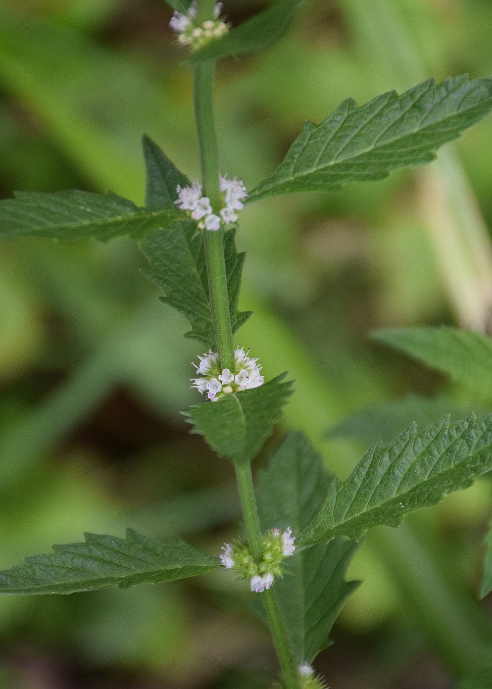 Purkersdorf-17082019-(27) - Weg zur W - cf Galeopsis tetrahit - Kleiner Hohlzahn.JPG