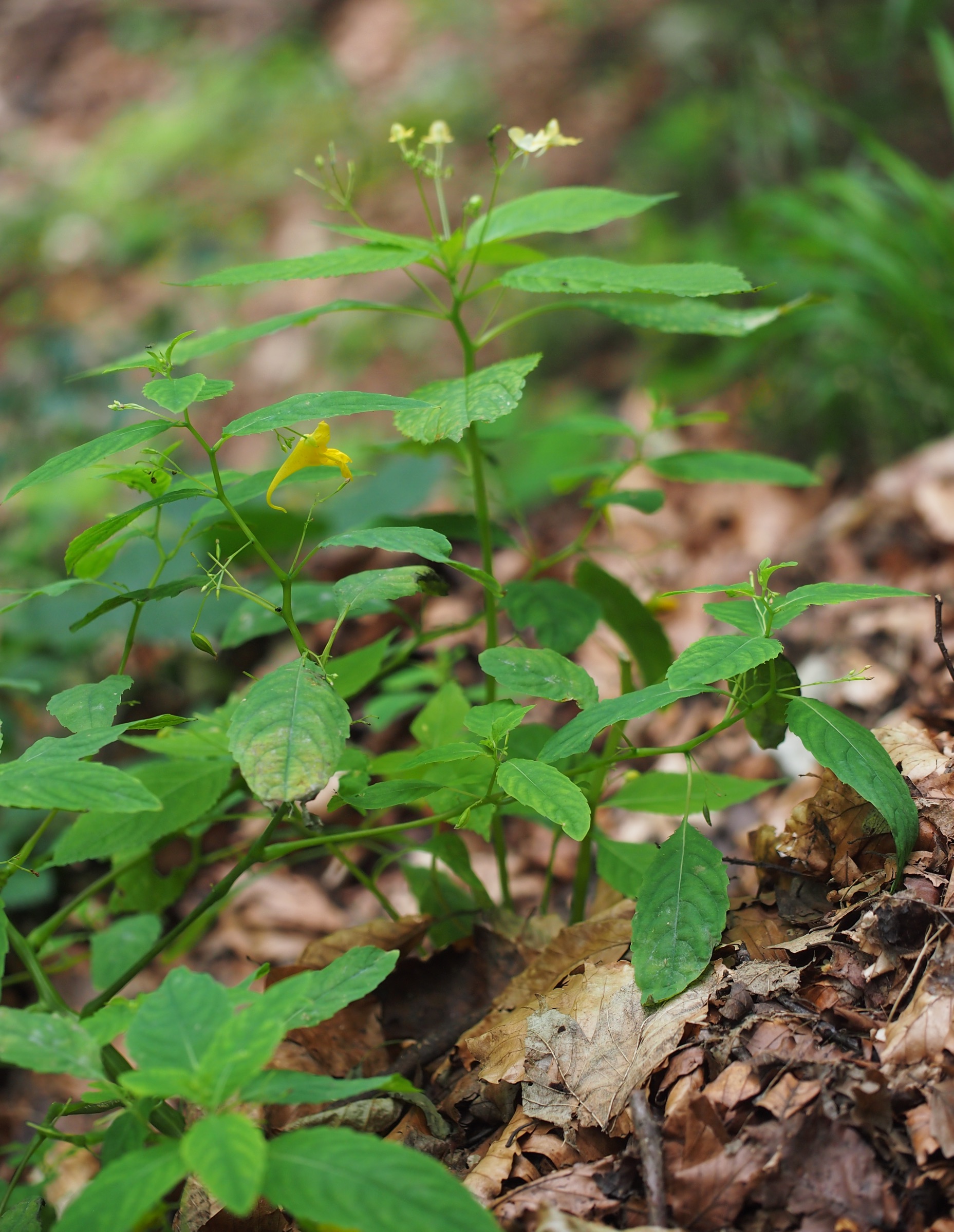 20190817_0104_P8176778.jpg