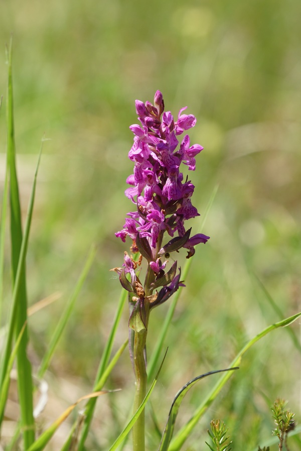 Dactylorhiza spec_01jun2017_lavant.forchach-ot_002#.JPG