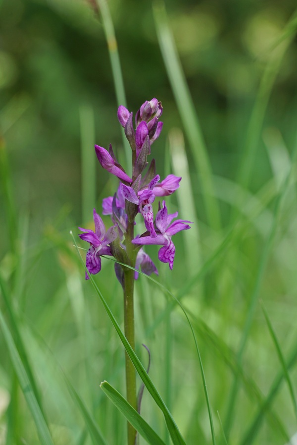 Dactylorhiza spec_01jun2017_lavant.forchach-ot_007#.JPG