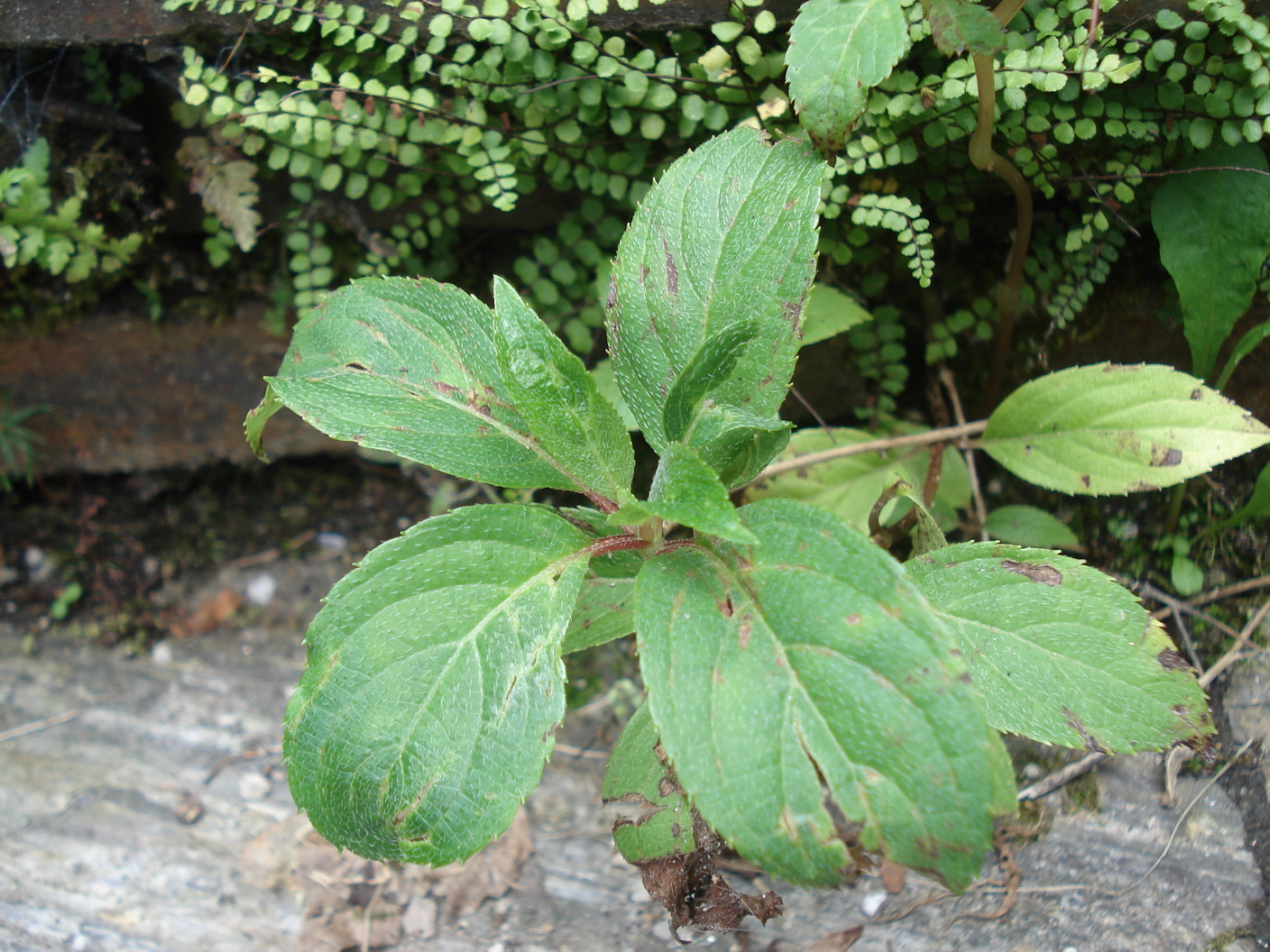 Hydrangea.paniculata Jungpflanze verwildert.JPG