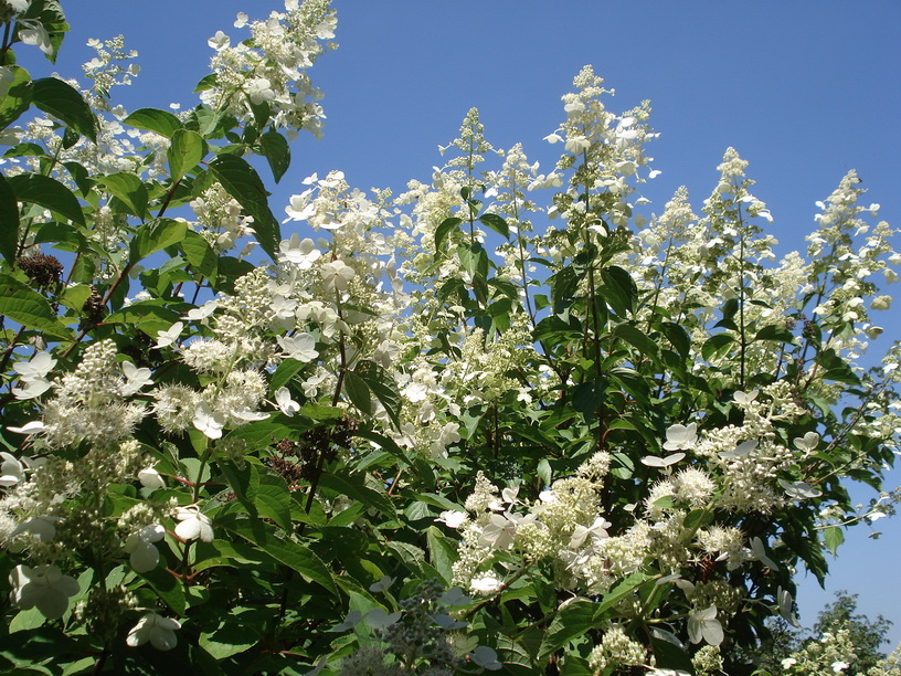 Hydrangea.paniculata.Rispen-Hortensie.Ostasien.Gamsgebirg.II.jpg