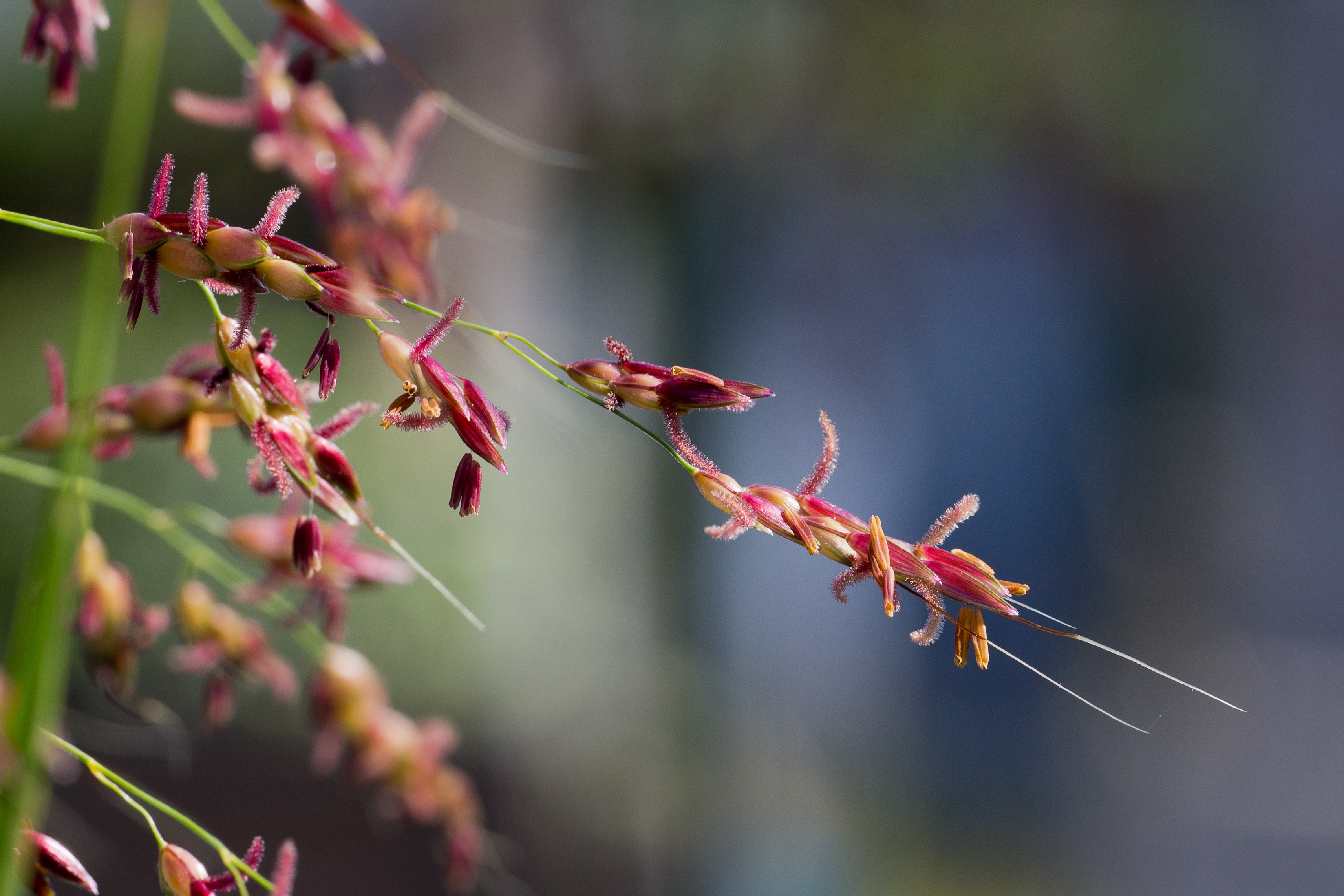 Poaceae_Sorghum halepense.jpg