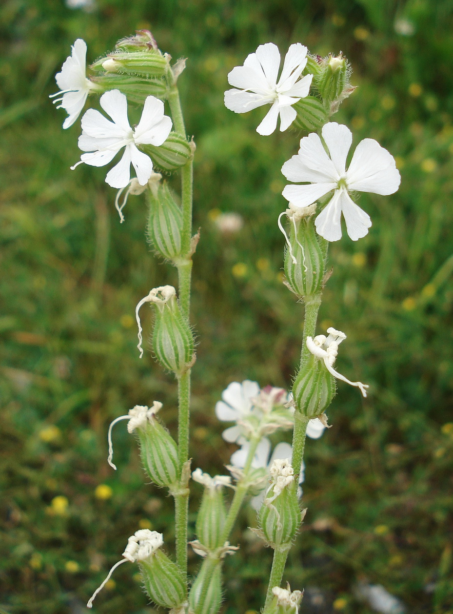 Silene dichotoma.OTir-Lucknerhaus.17.8.2019.JPG