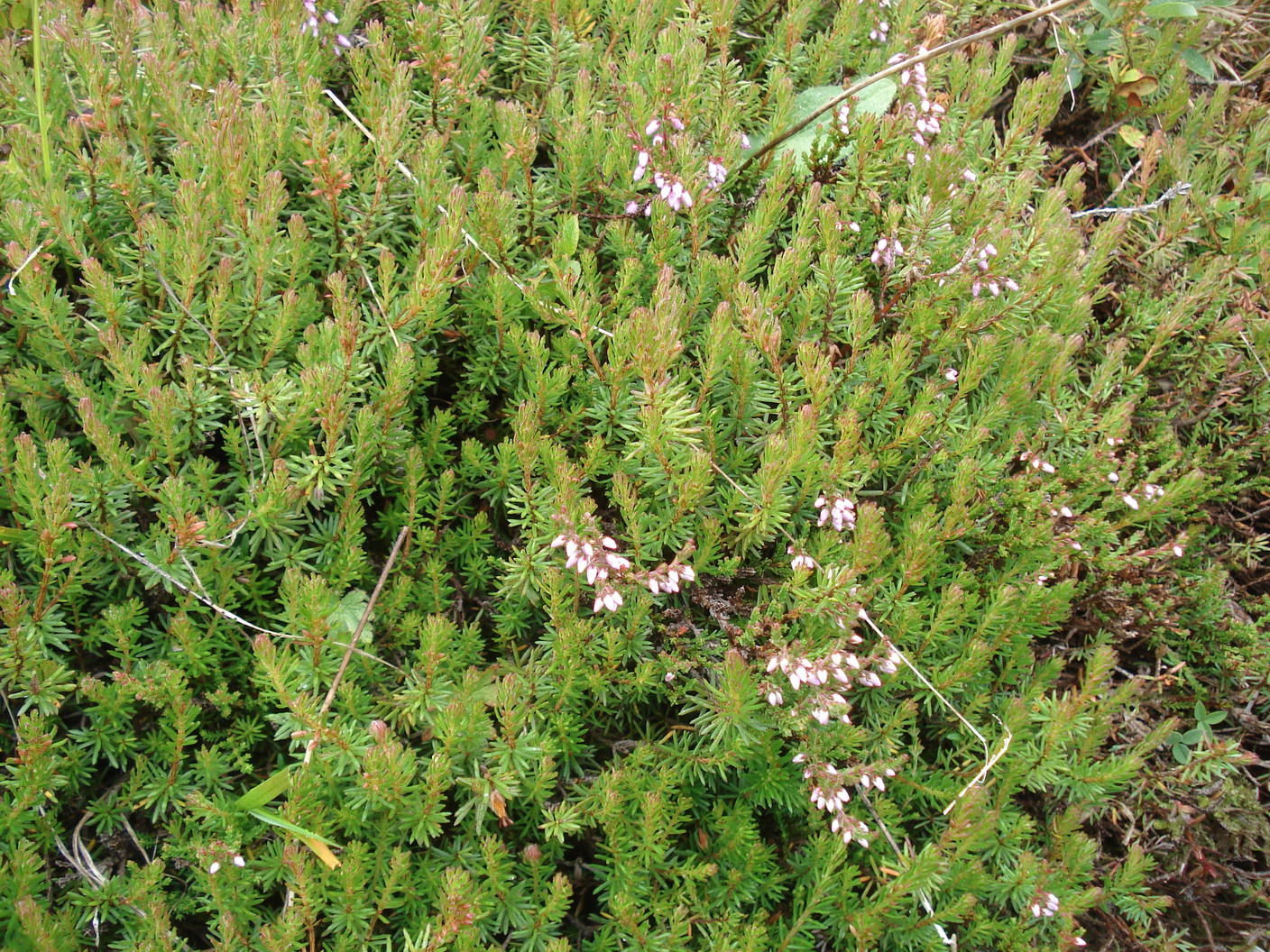 Calluna.vulgaris u.  Erica.carnea.OTir-Böses Weibele.17.8.19.JPG