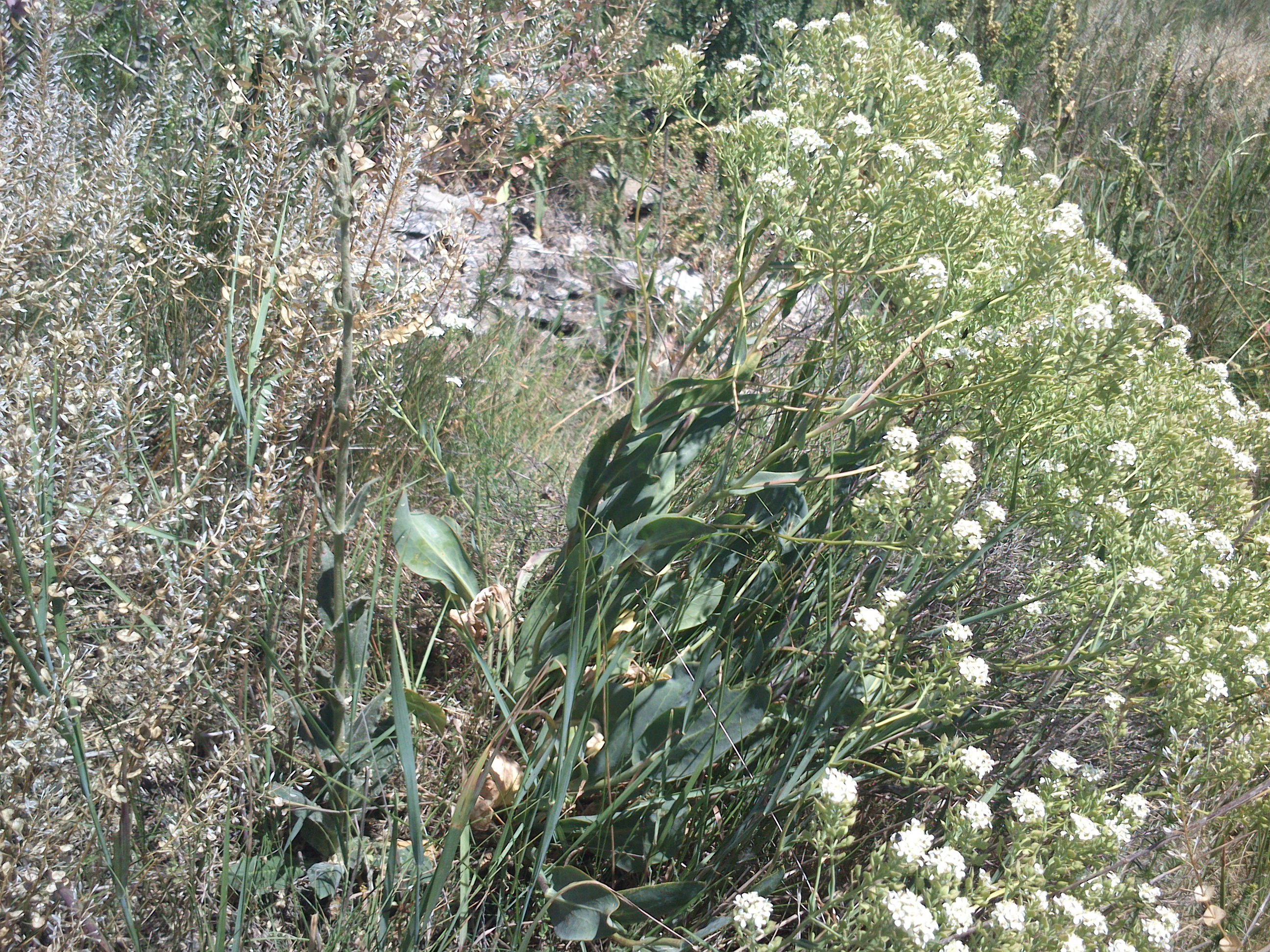 seewinkel_nähe kleine hutweide_lepidium perfoliatum_lepidium cartilagineum_0019.jpg