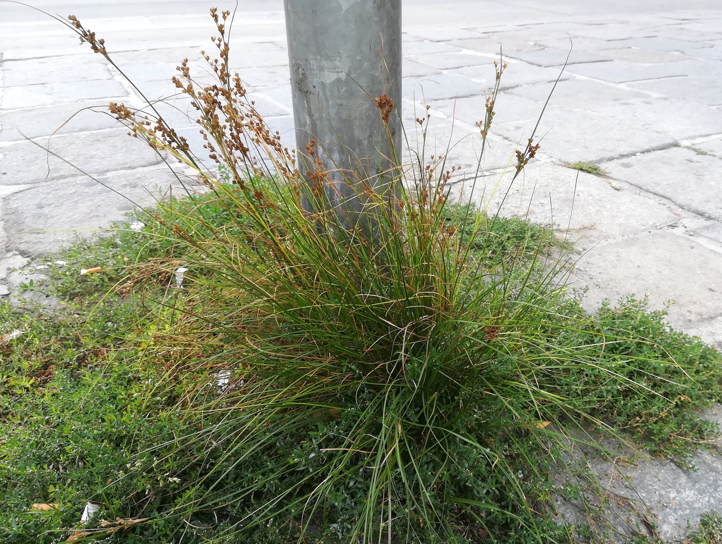 juncus cf. compressus pilgrambrücke_20190824_153311.jpg