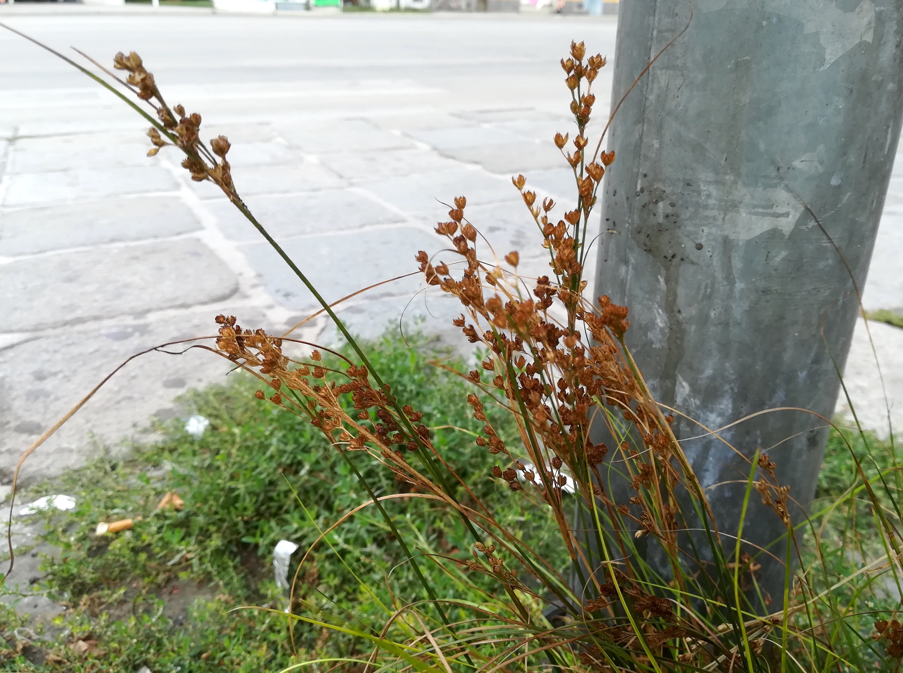 juncus cf. compressus pilgrambrücke_20190824_182335.jpg