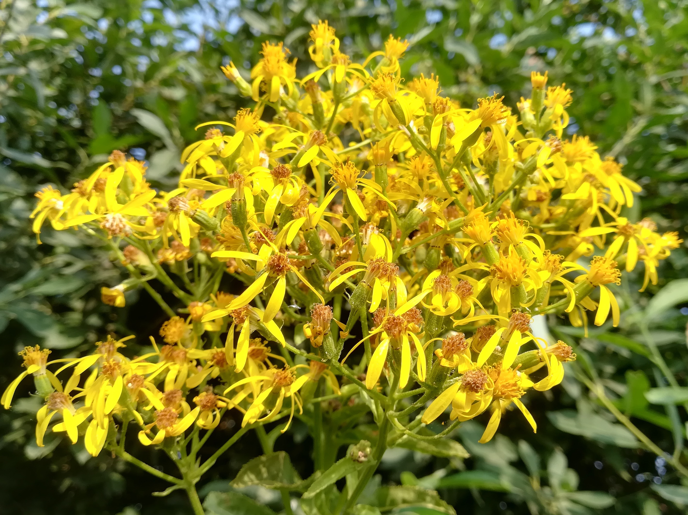 senecio sarracenicus ackerlandschaft S wildungsmauer_20190824_091503.jpg