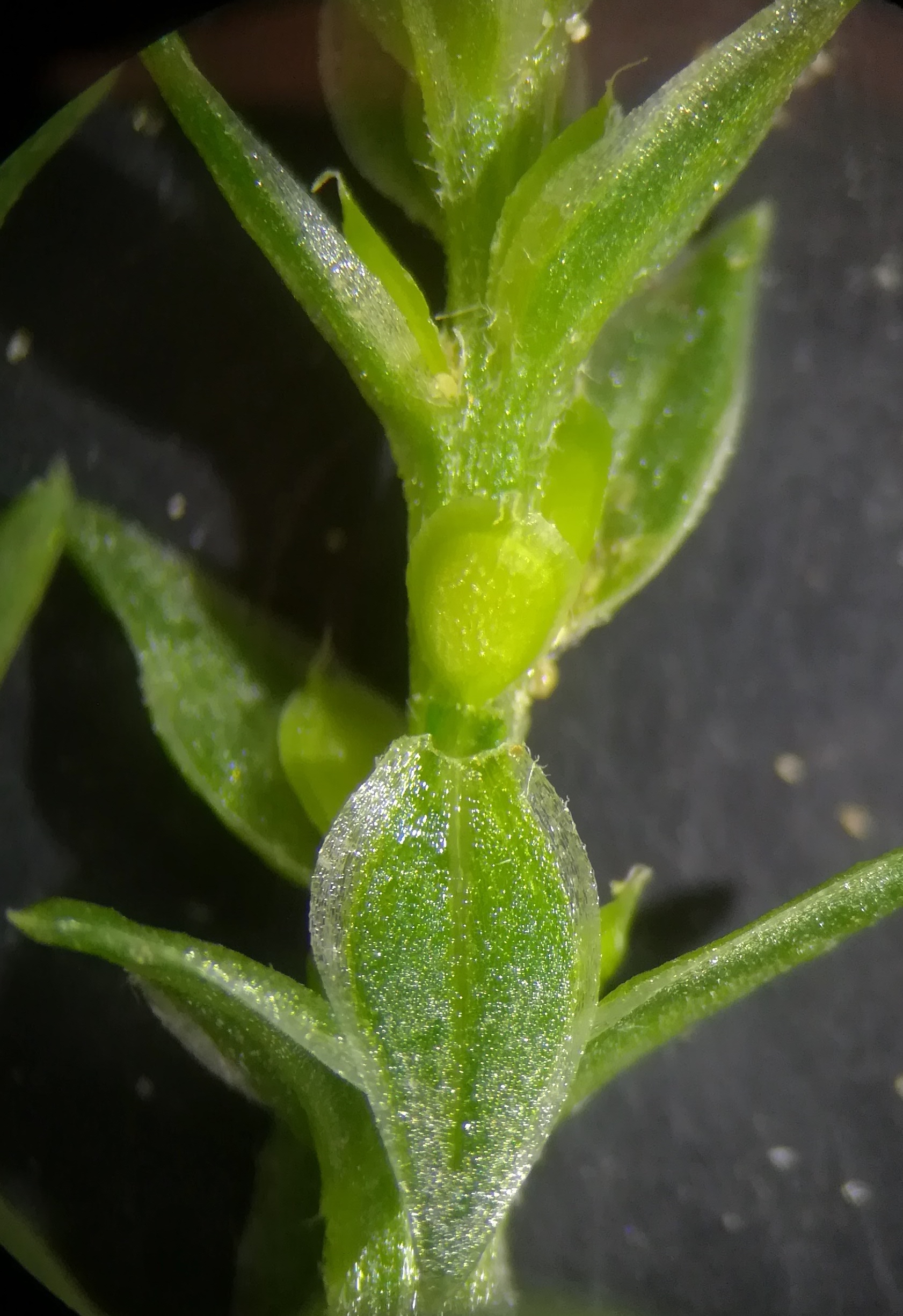 corispermum pallasii unreife früchte vitalygasse sonnwendviertel_20190813_121523.jpg