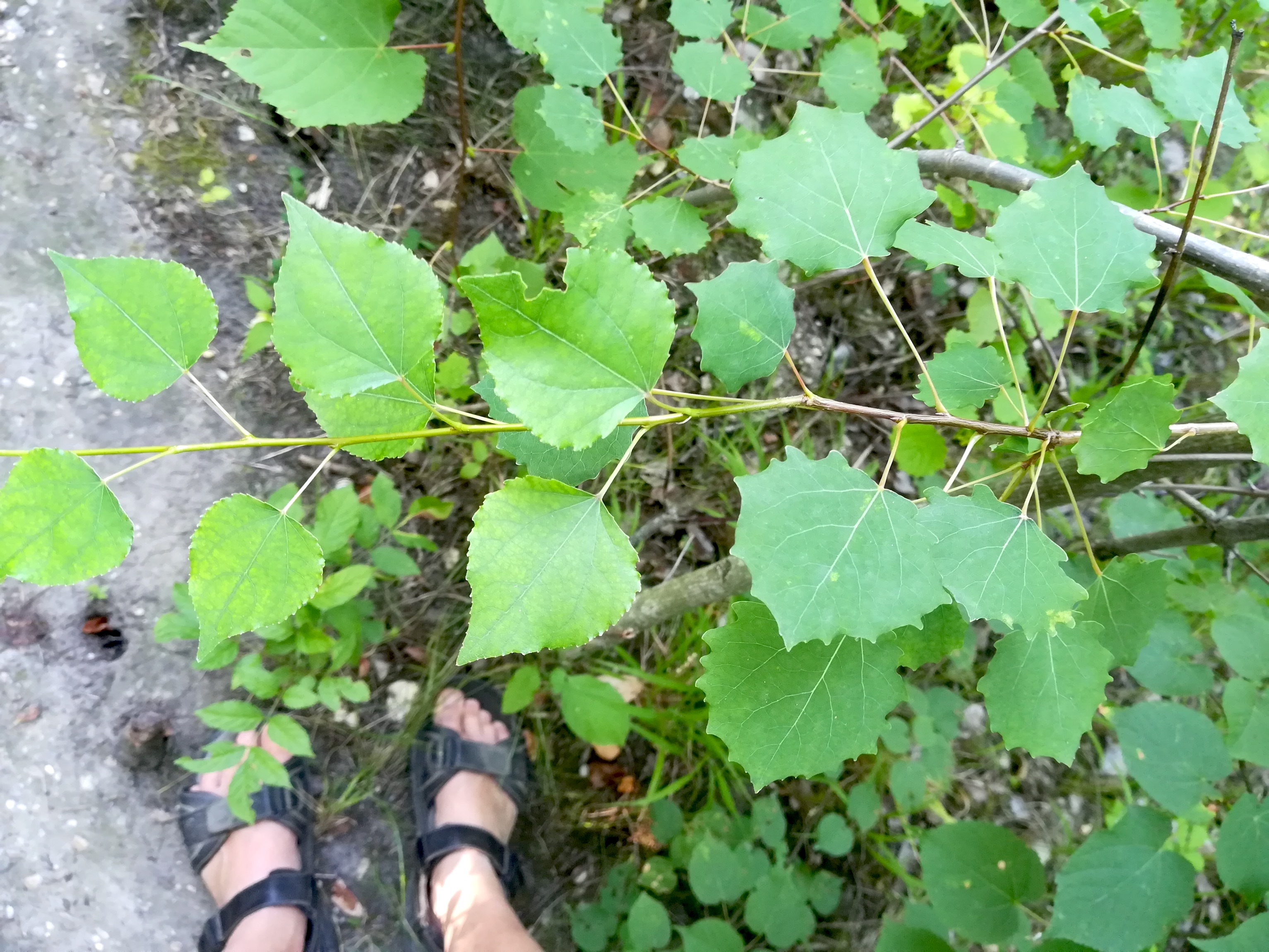 populus tremula blattdiphormismus kleines schilloch obere lobau_20190723_162002.jpg