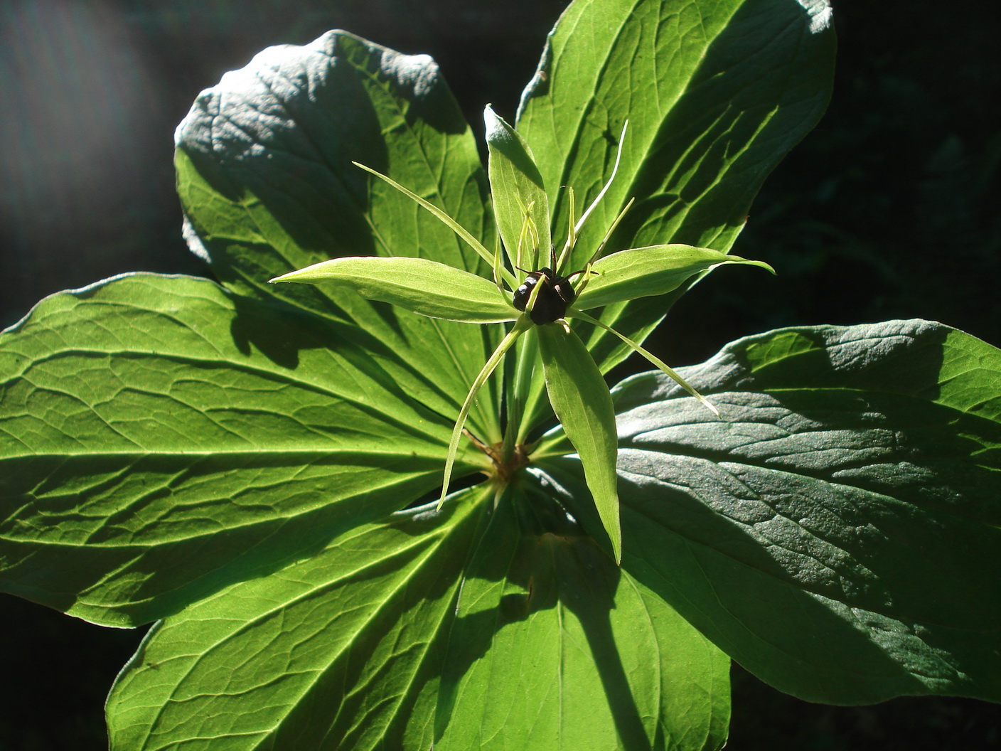 Paris.quadrifolia.St-Harneggkoge.Frohnl..JPG