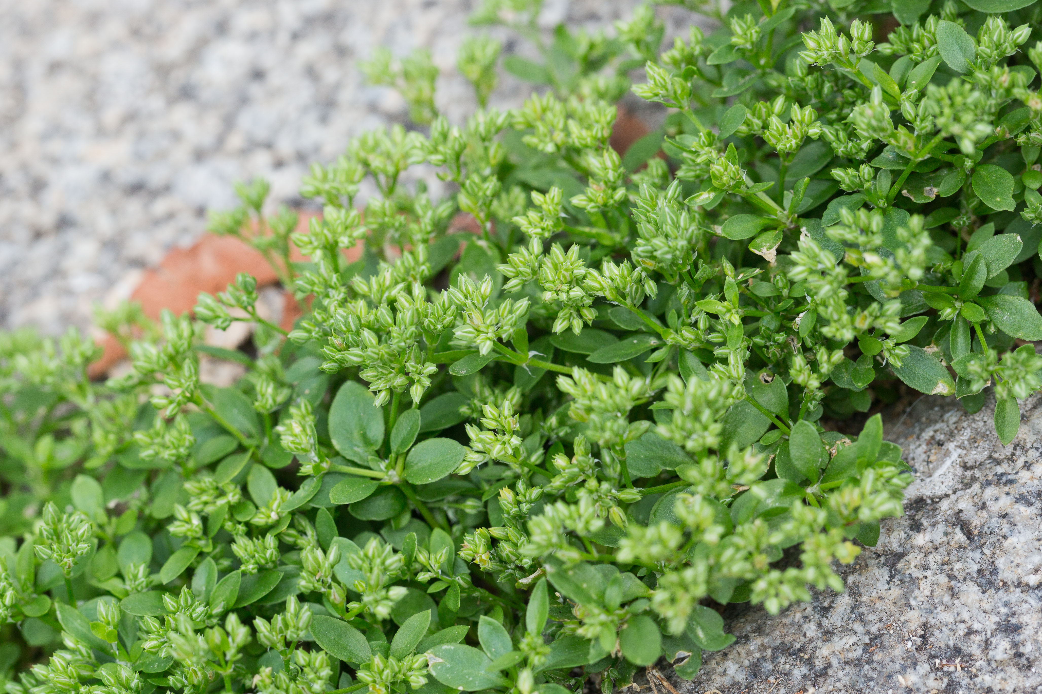 Caryophyllaceae_Polycarpon tetraphyllum 2-3.jpg