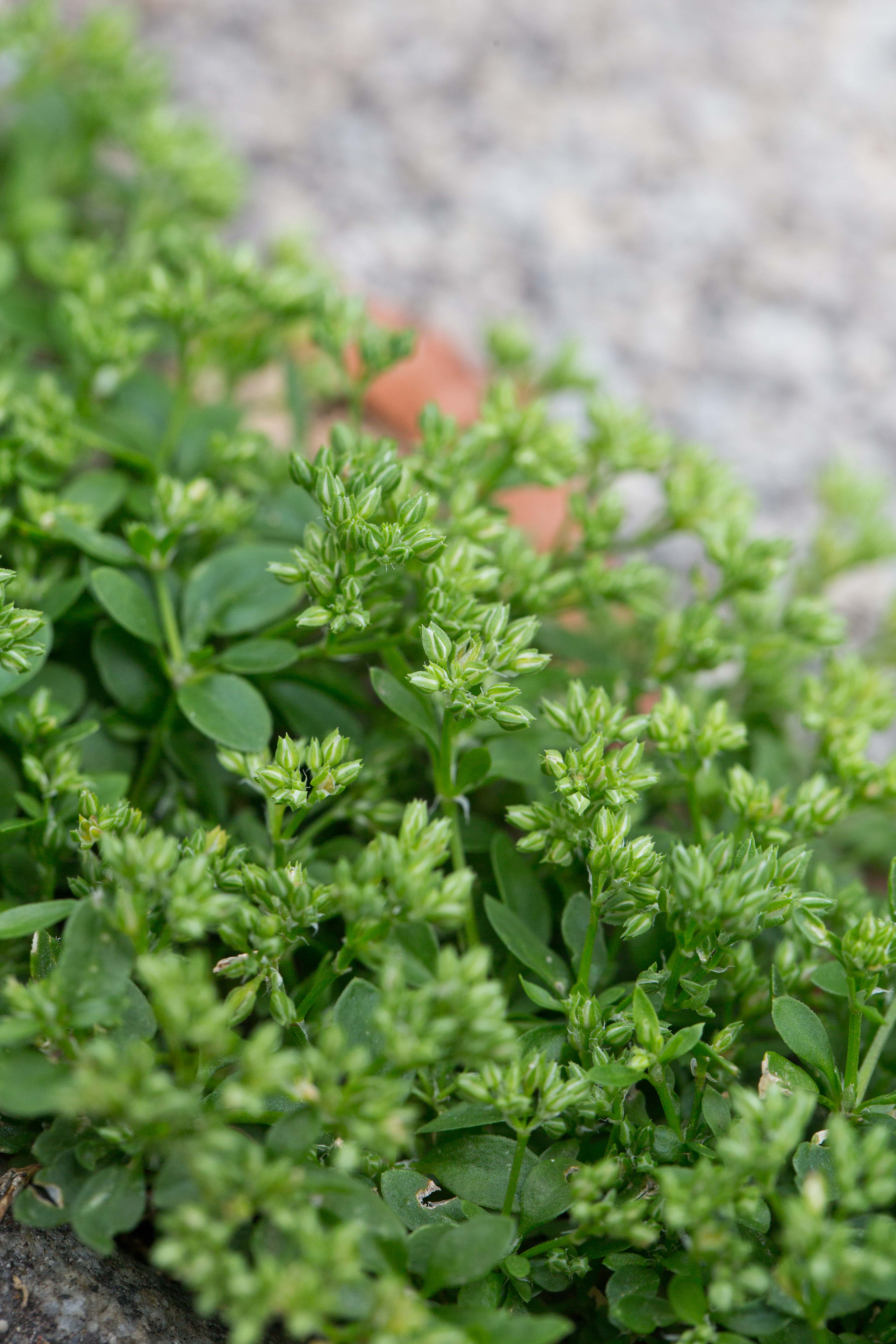 Caryophyllaceae_Polycarpon tetraphyllum 3-2.jpg