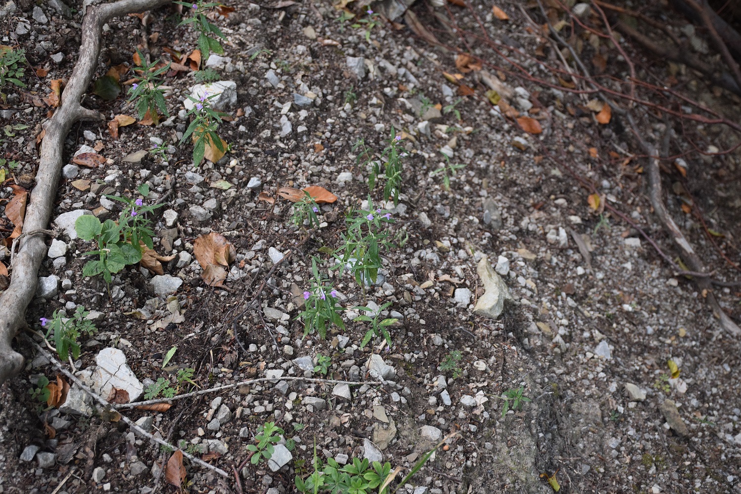 Festenberg-26082019-(22) - Galeopsis angustifolia - Schmalblatt-Hohlzahn.JPG