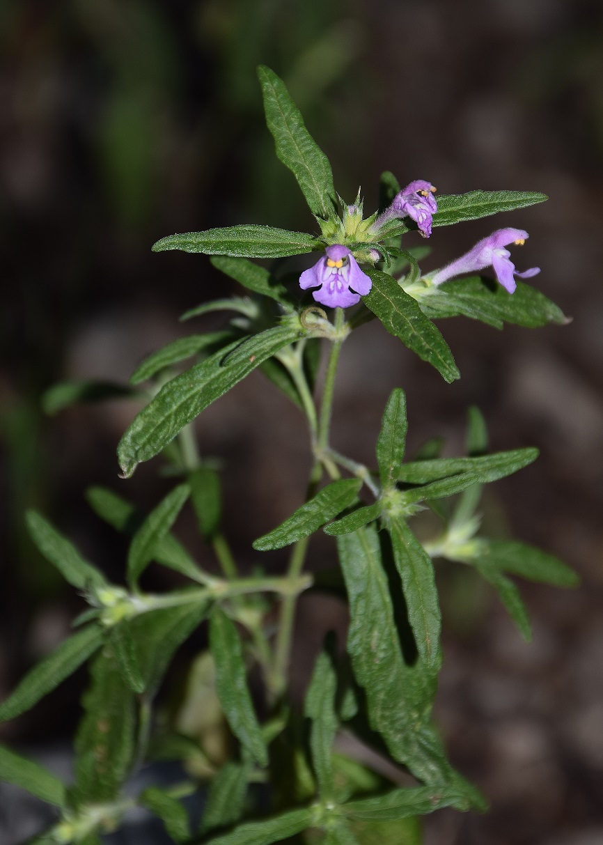 Festenberg-26082019-(21) - Galeopsis angustifolia - Schmalblatt-Hohlzahn.JPG