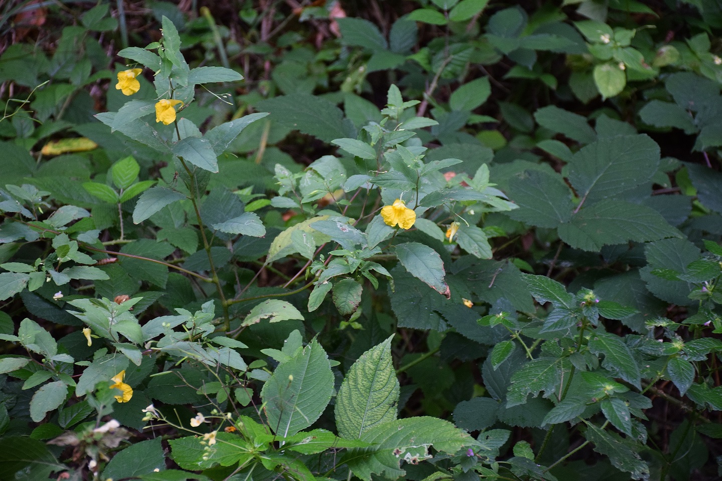 Festenberg-26082019-(6) - Impatiens noli tangere  - Großes Springkraut.JPG